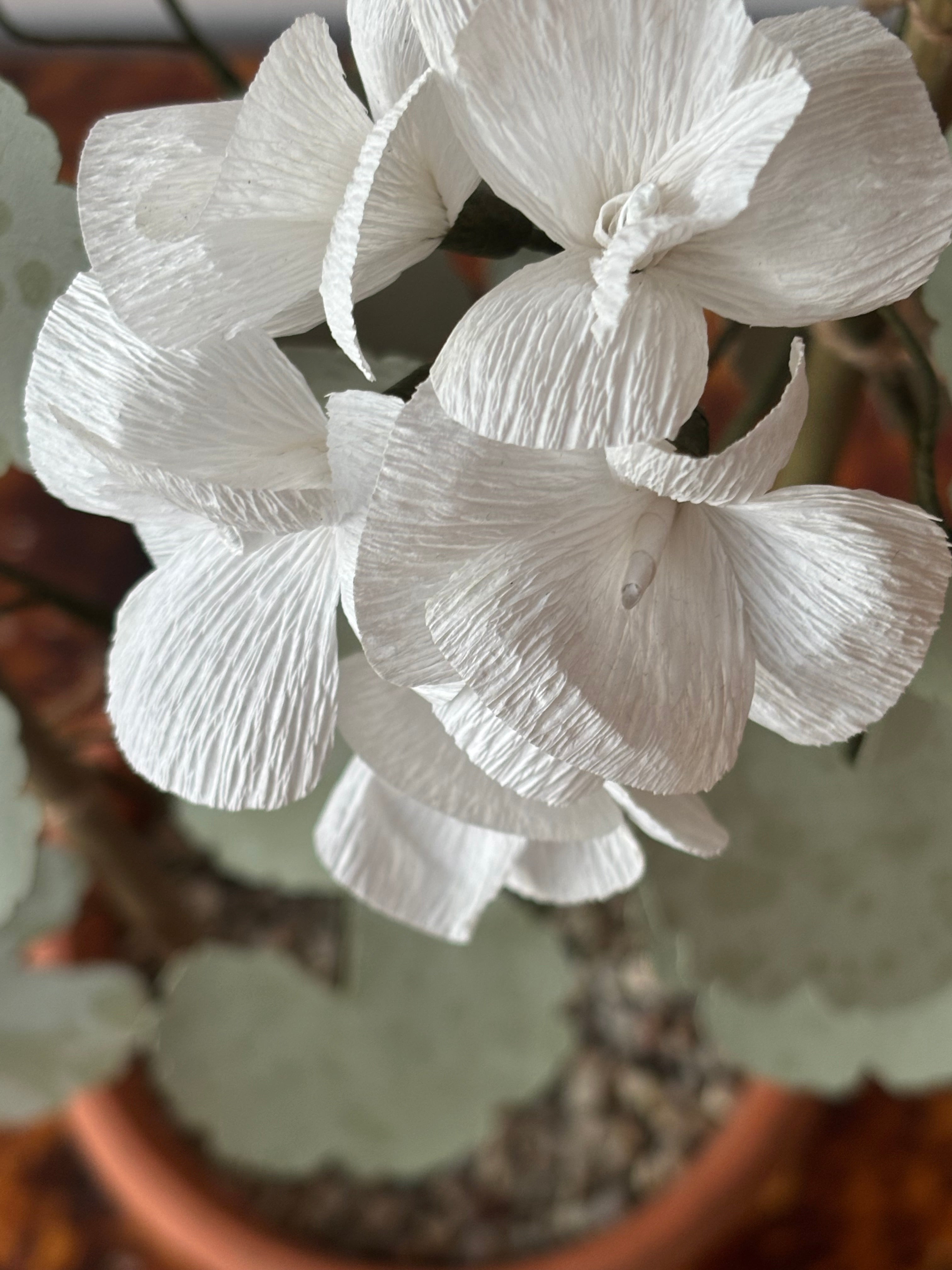 Paper Geranium