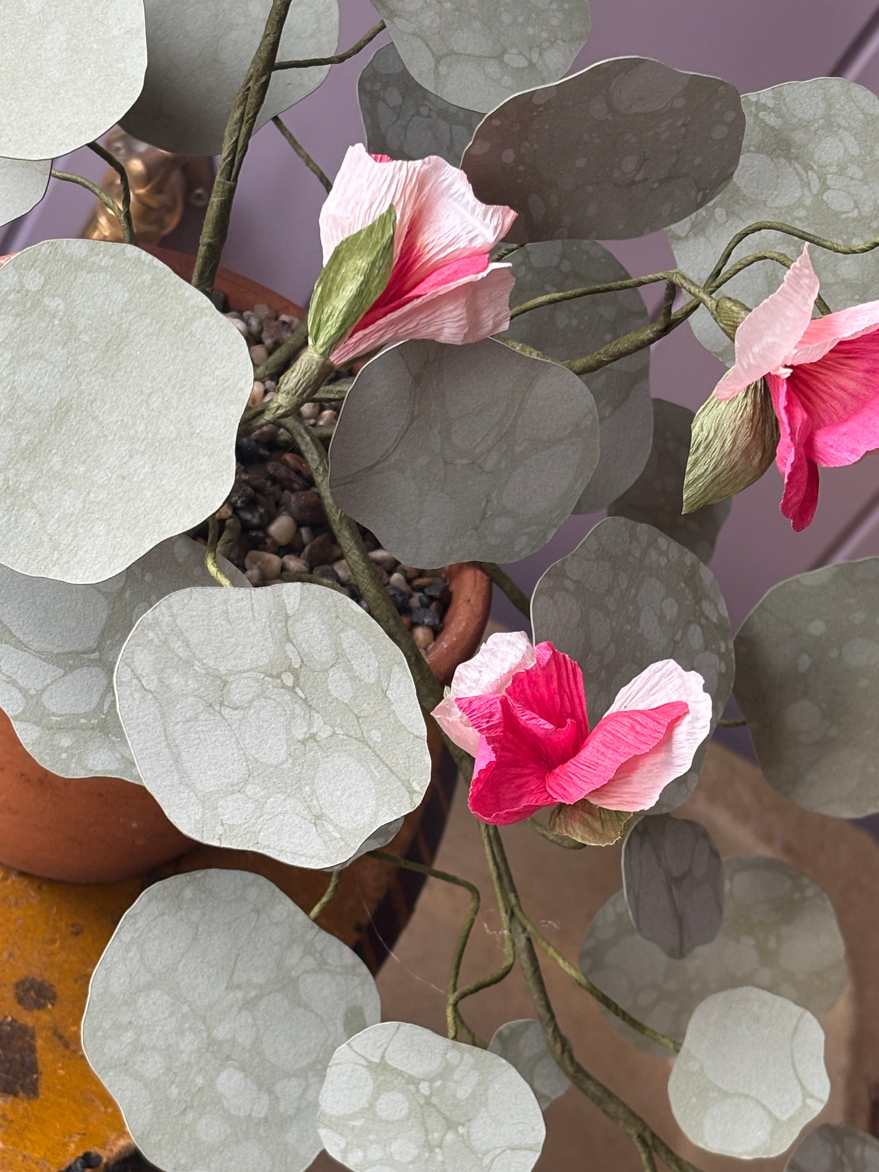 Nasturtium, trailing