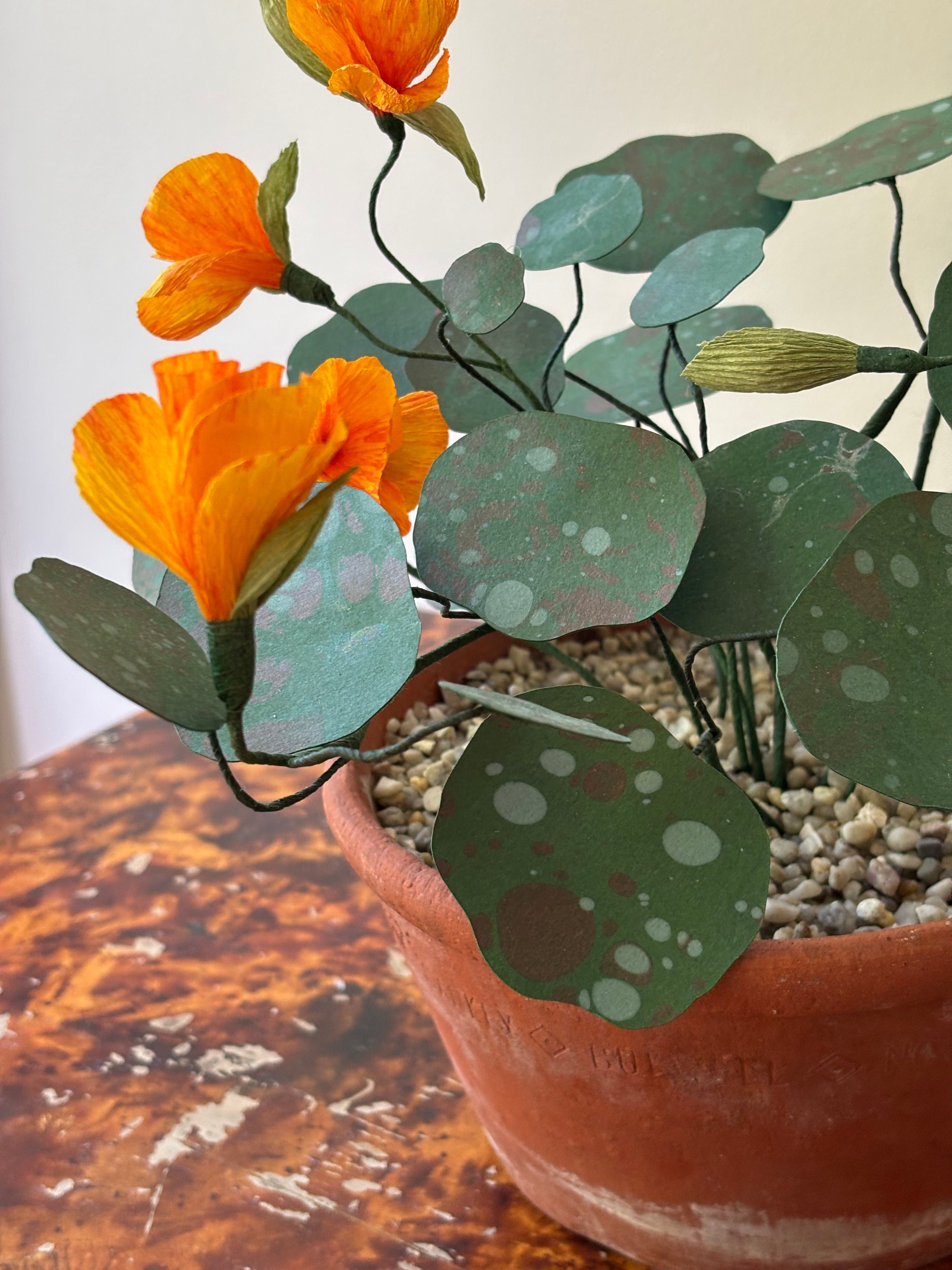 Nasturtium, trailing