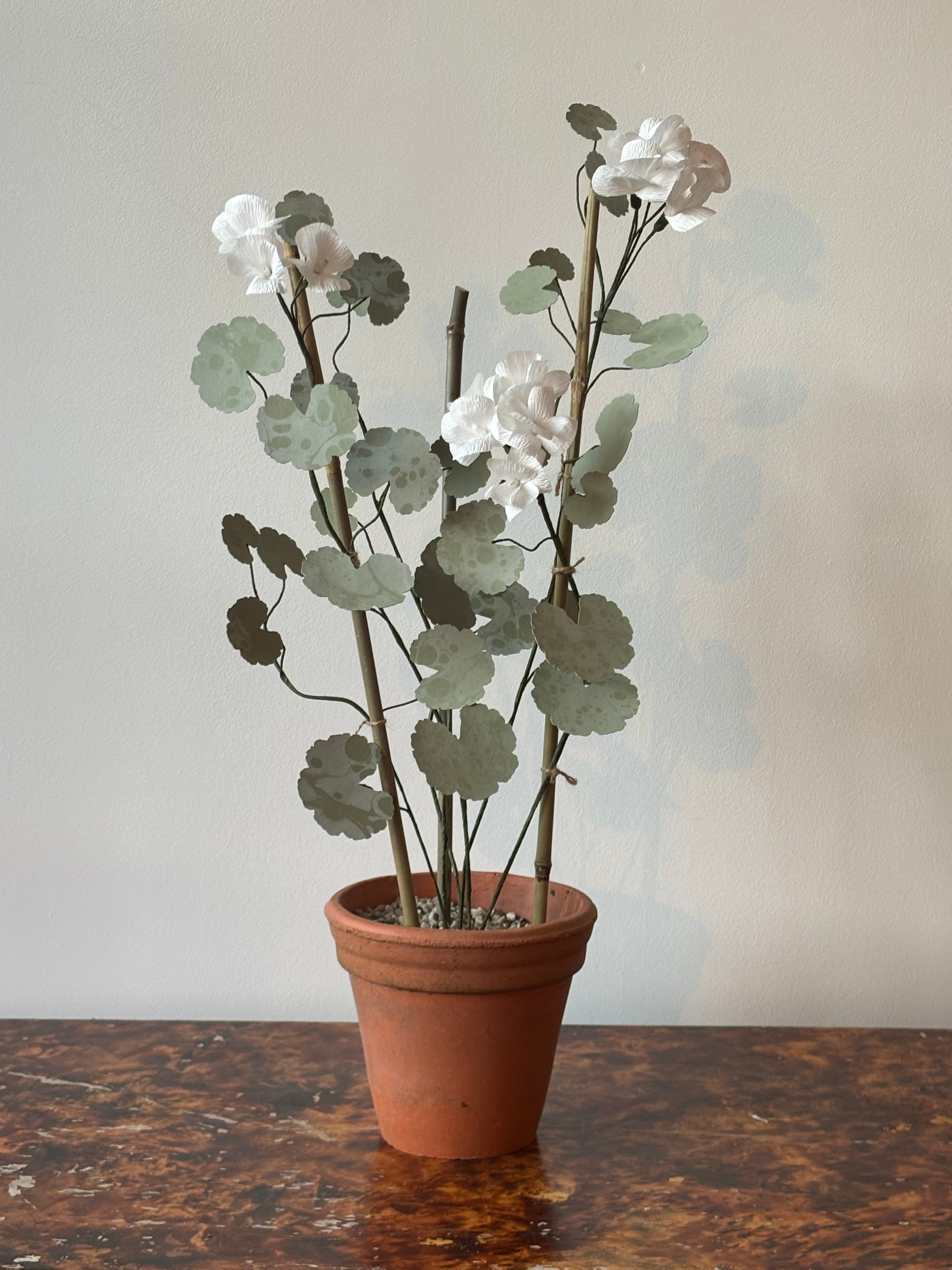 Paper Geranium