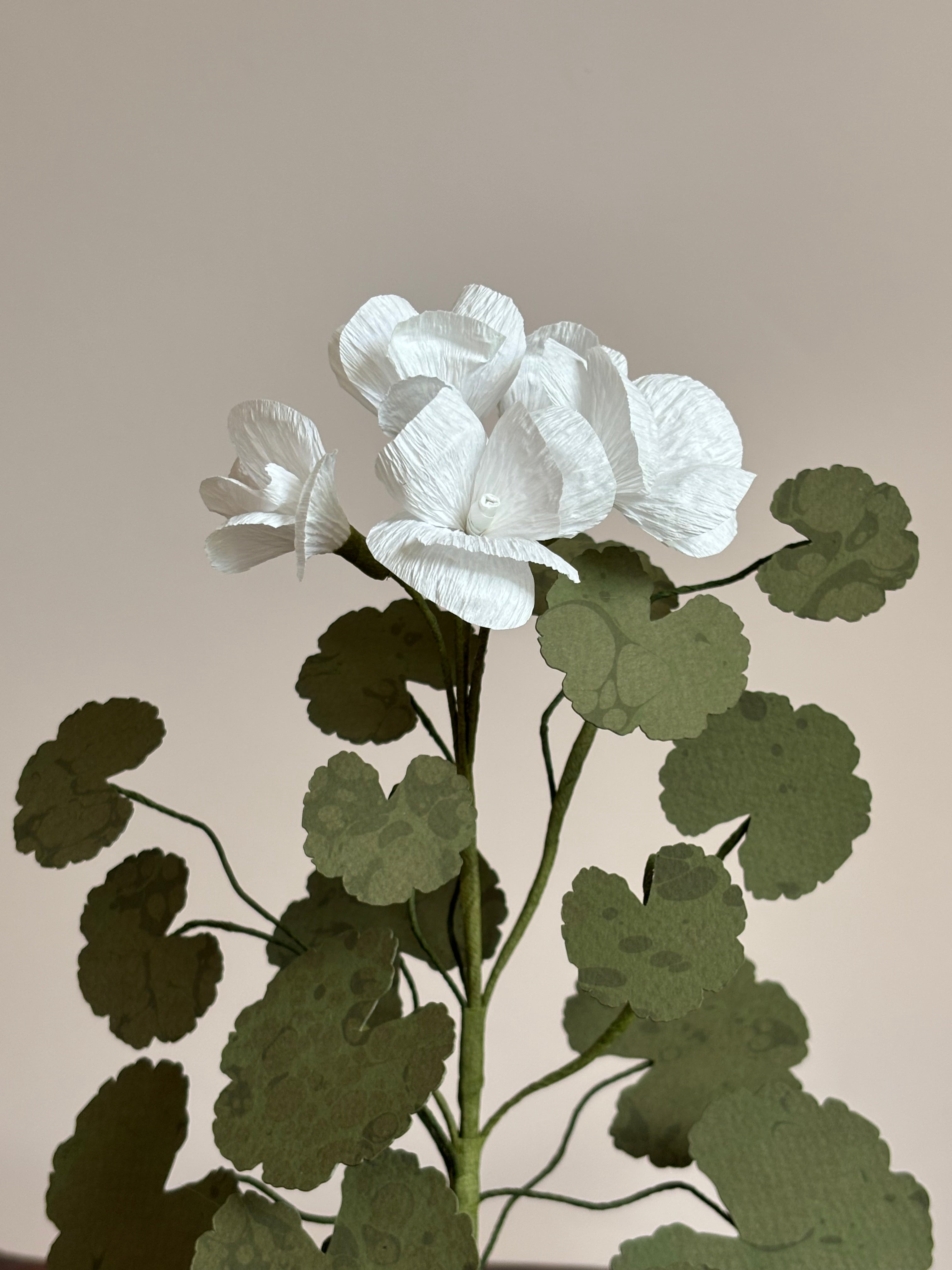 Paper Geranium