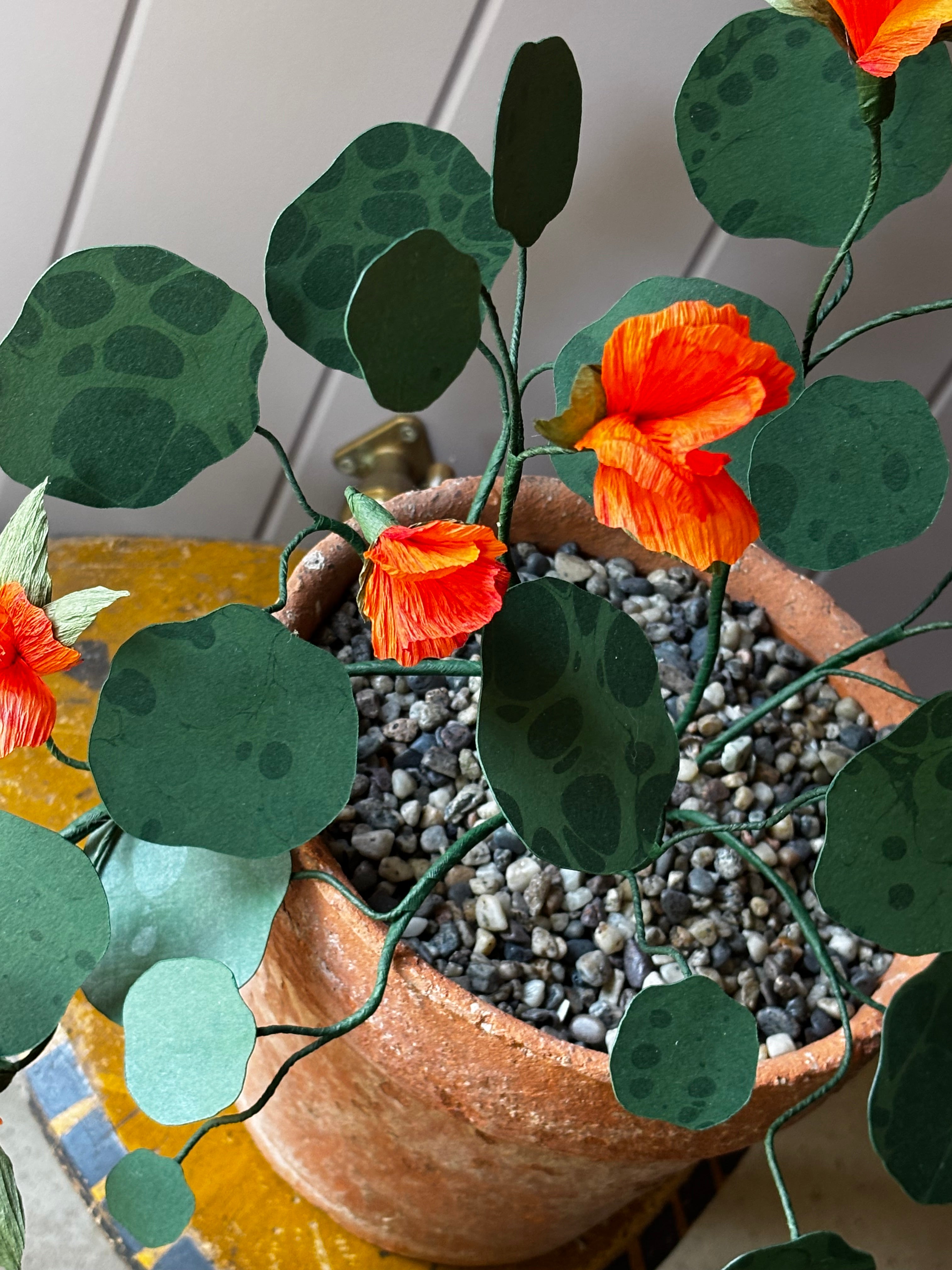 Paper Nasturtium, trailing