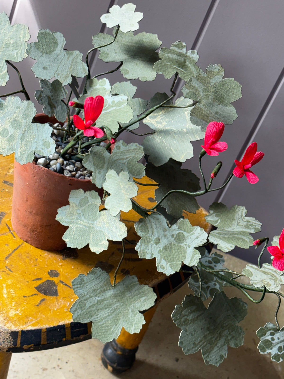 Paper geranium, trailing