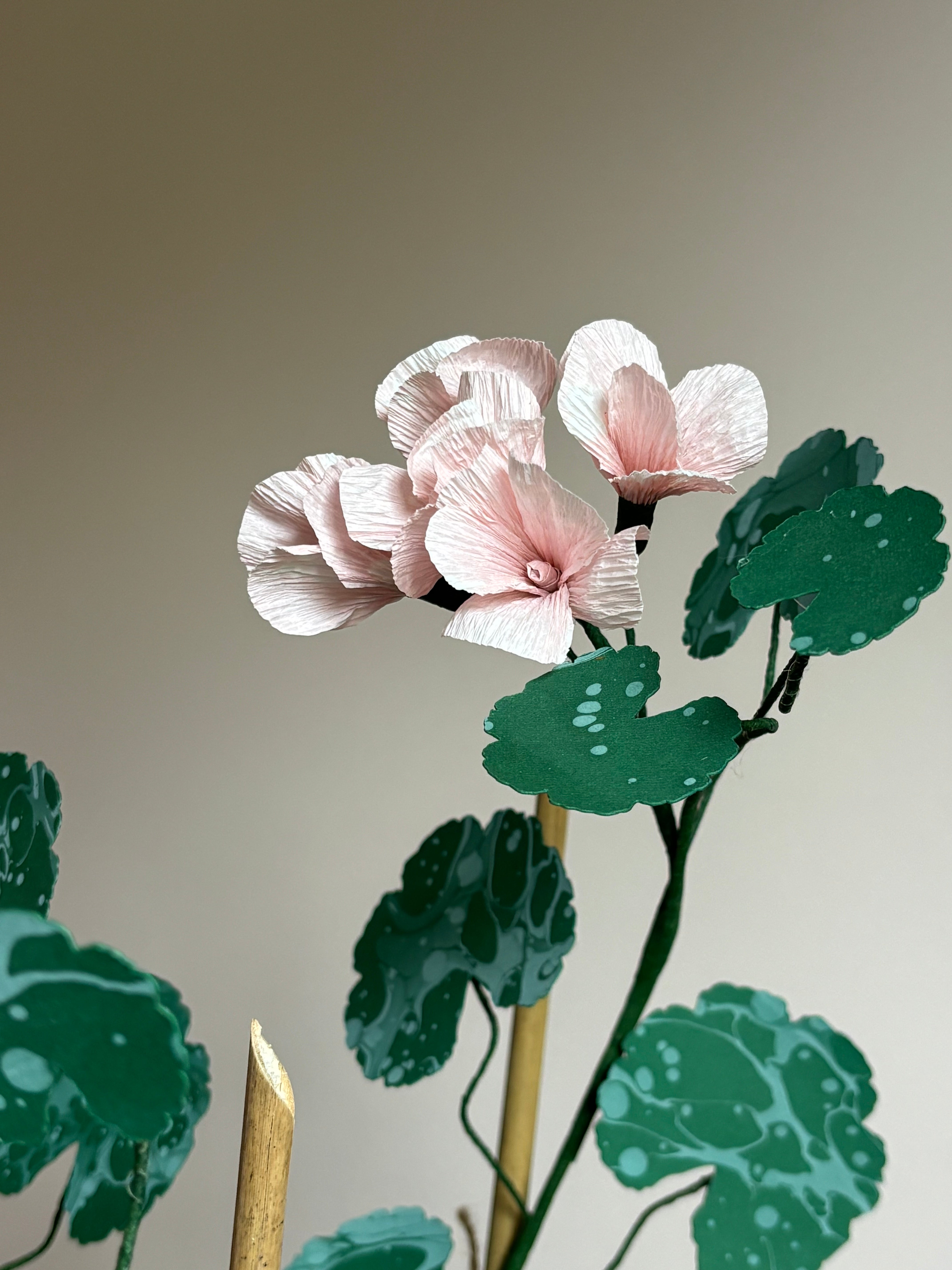 Paper Geranium