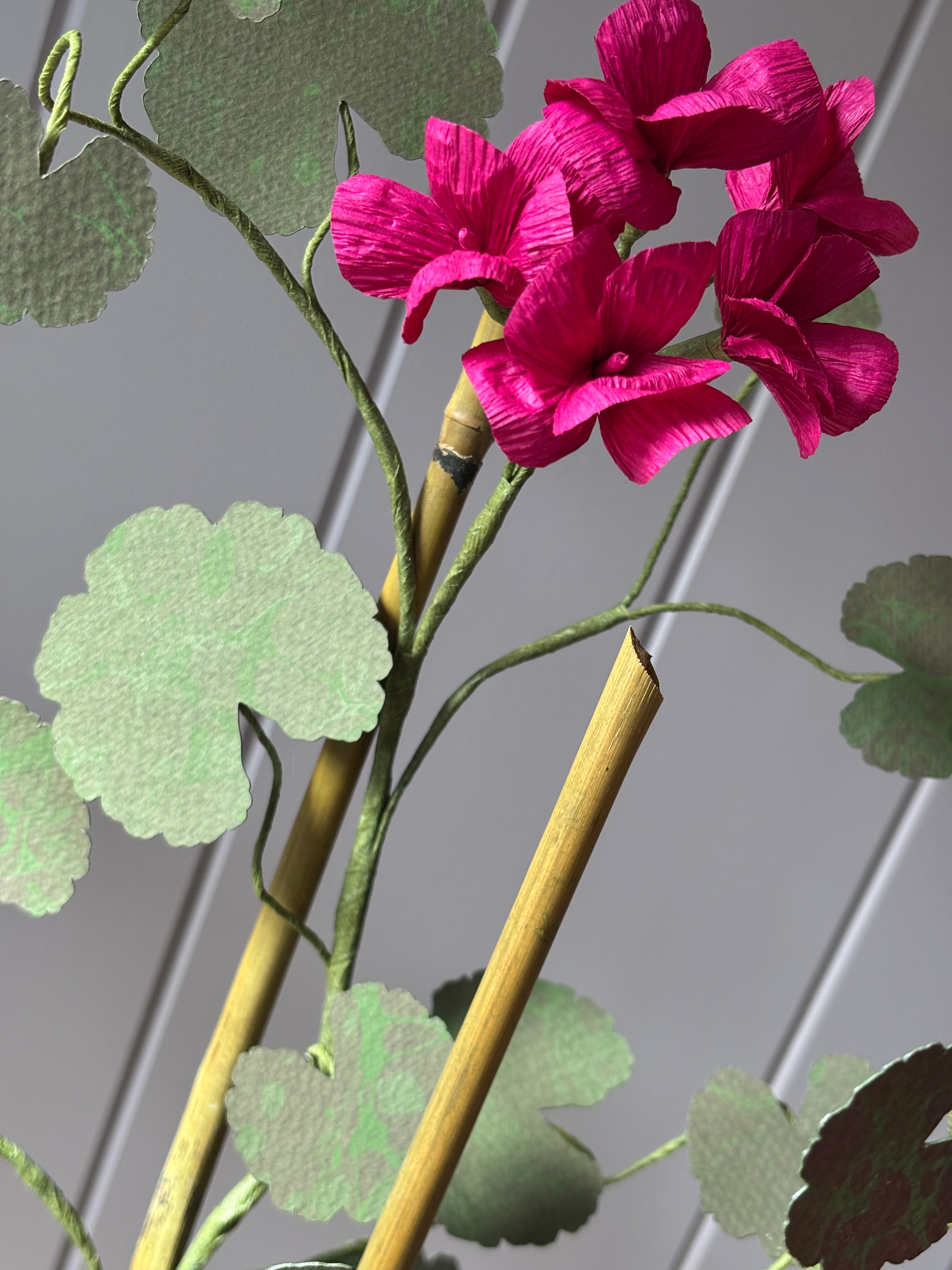 Paper geranium