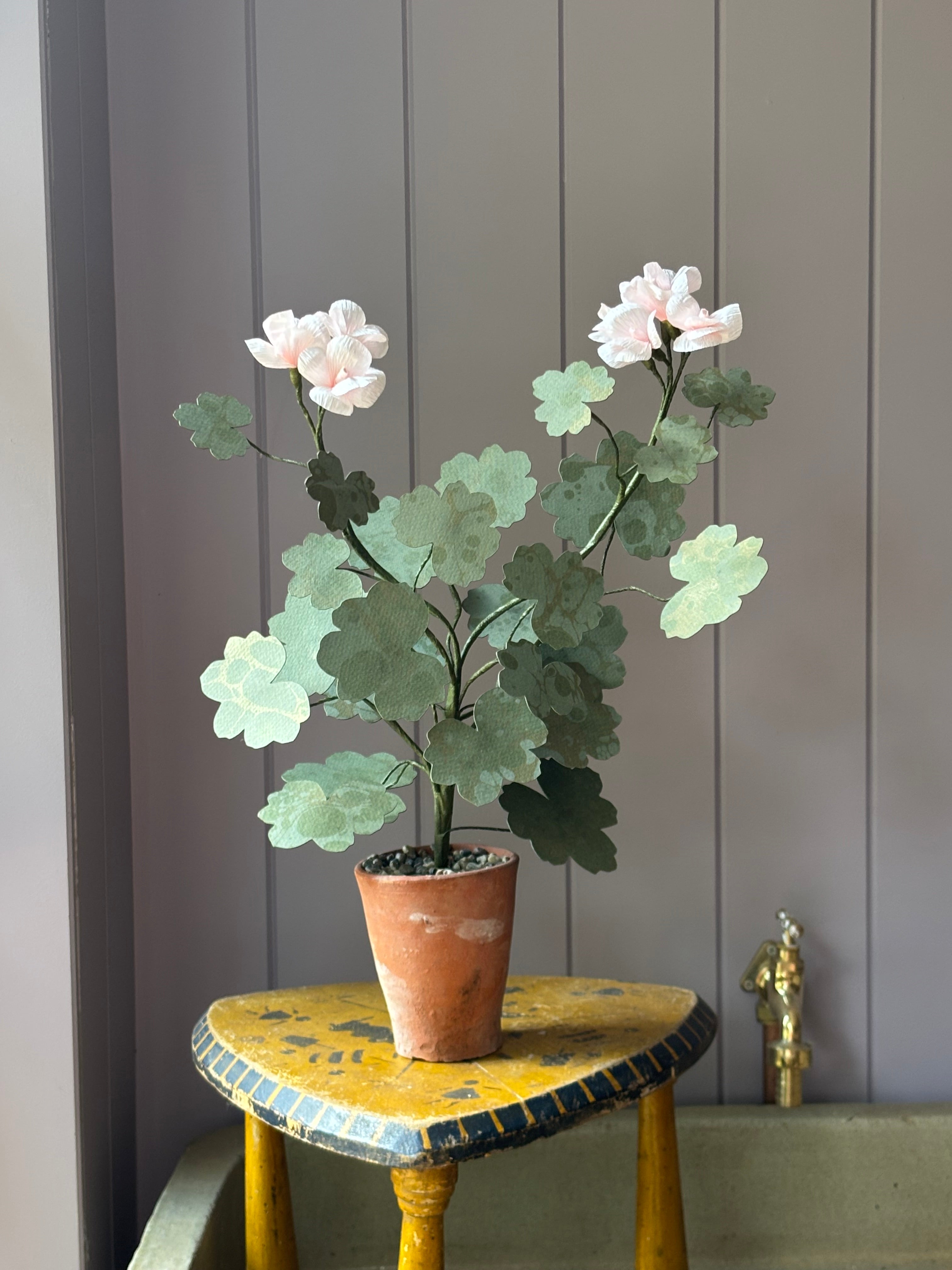 Paper geranium