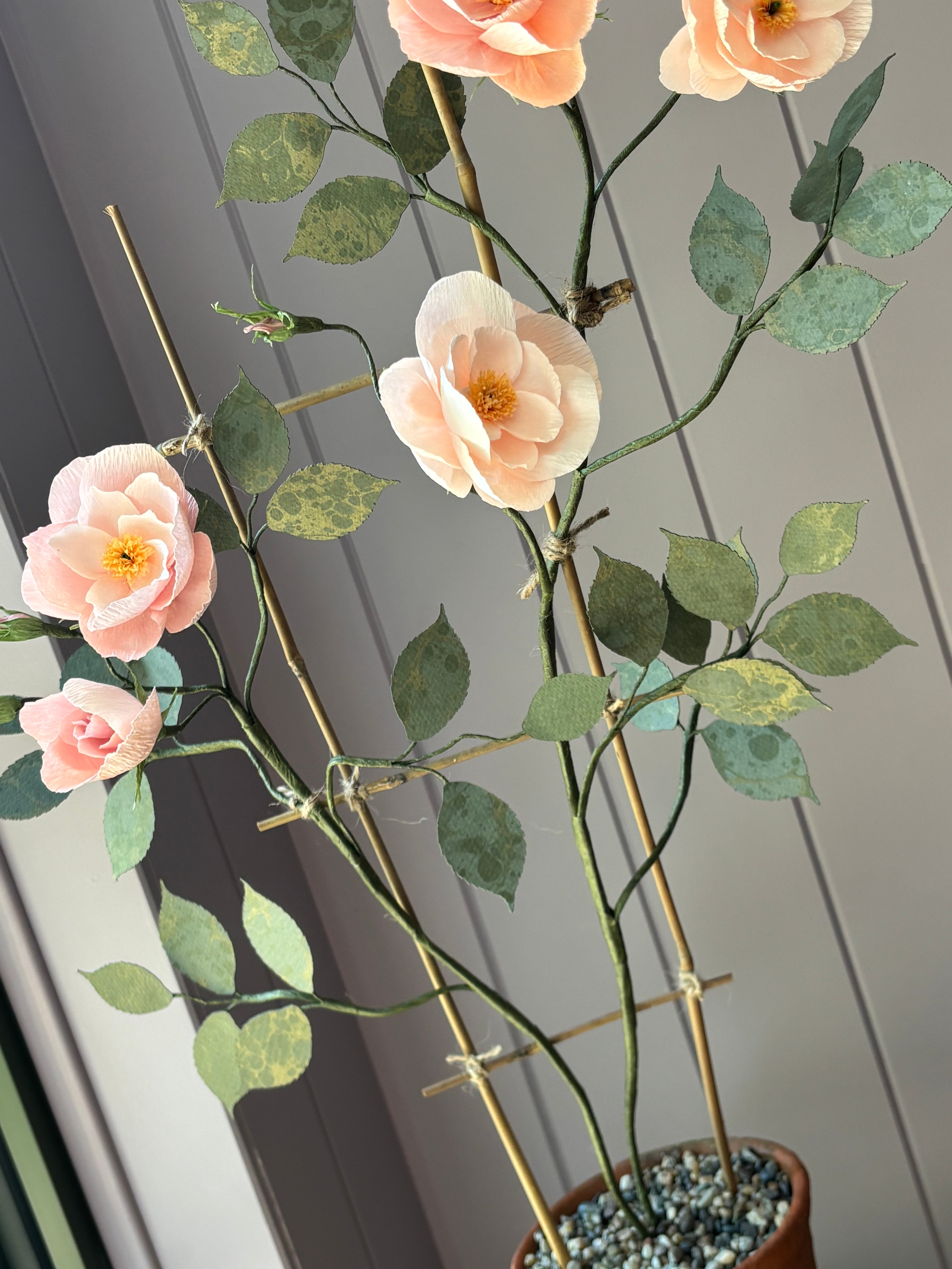 Climbing Rose