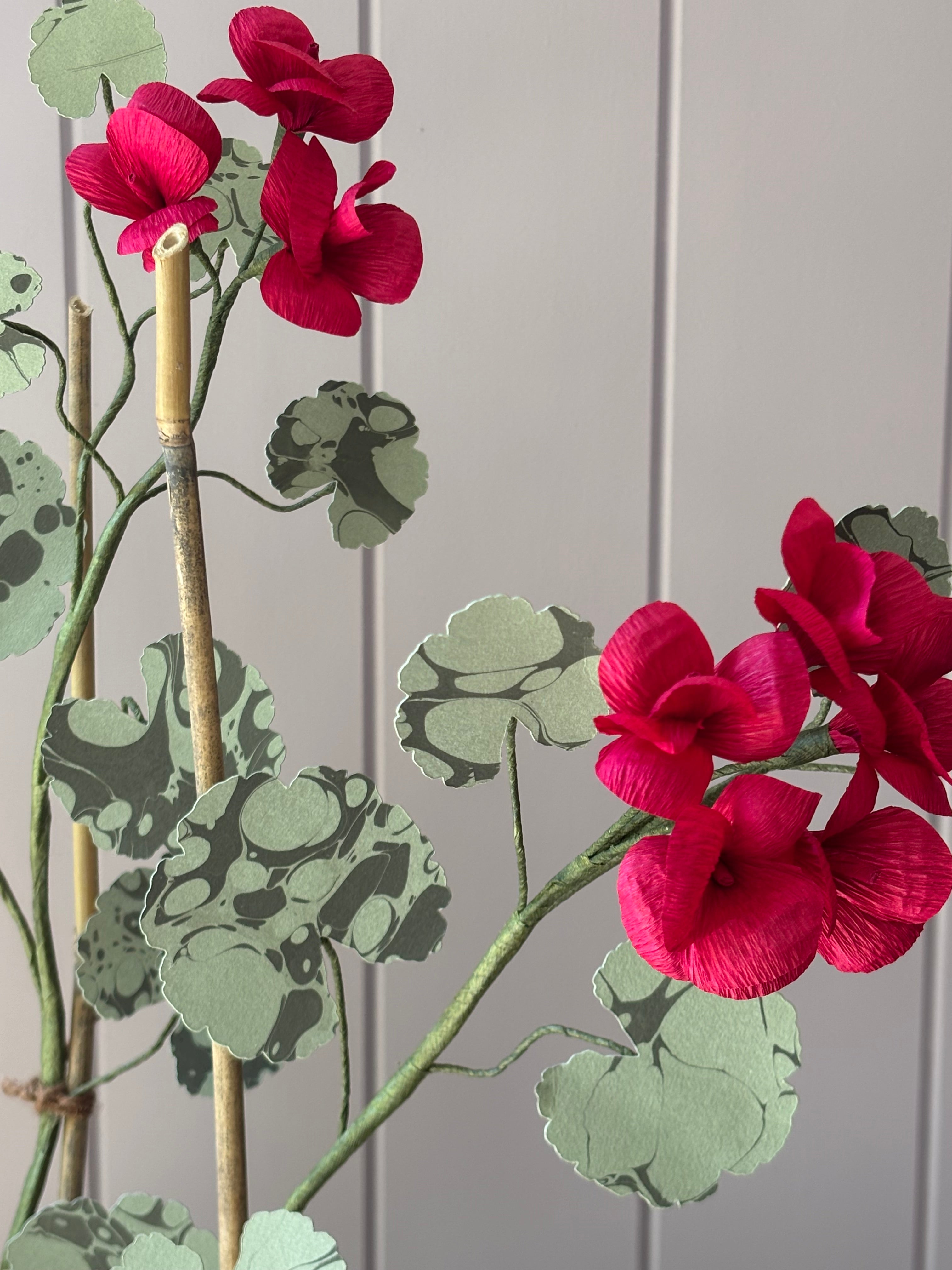 Paper geranium