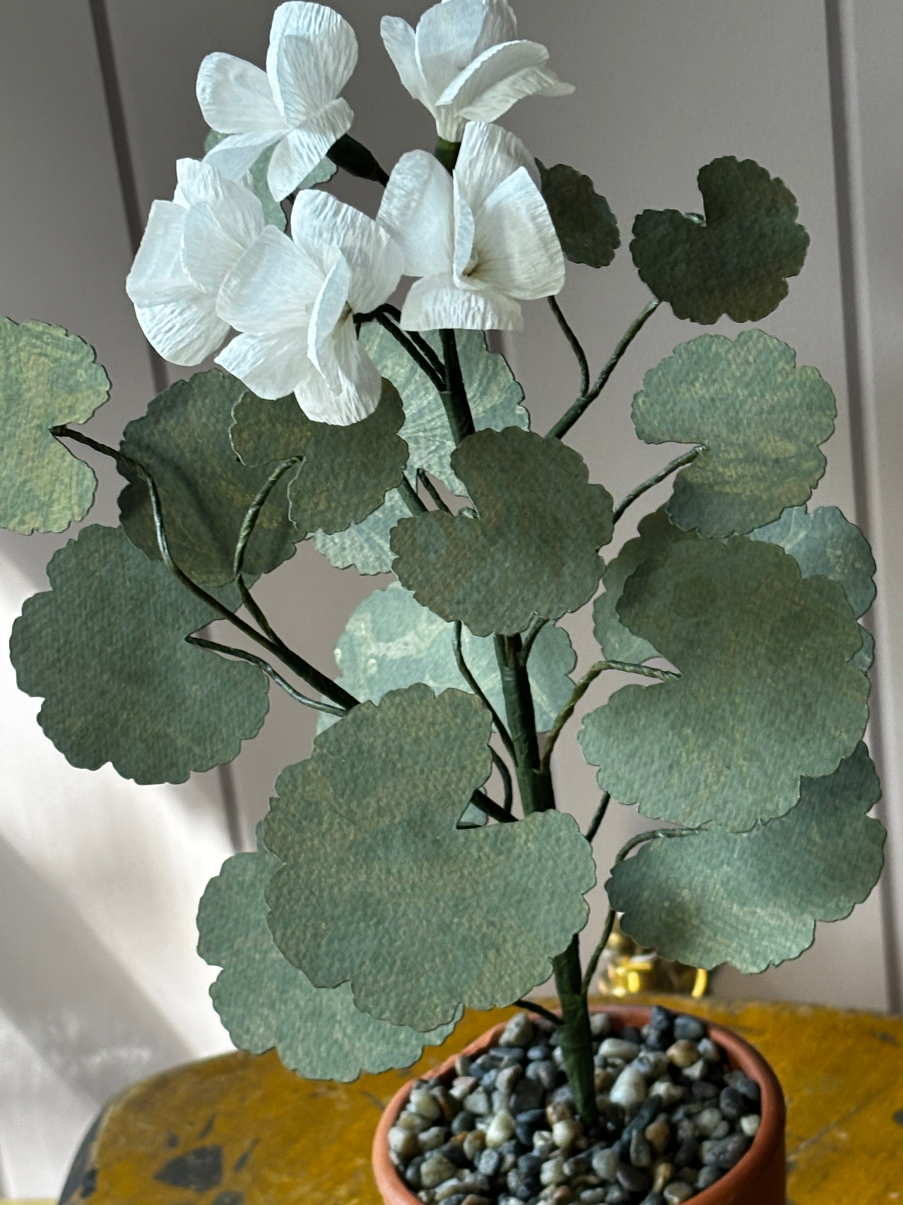 Paper geranium