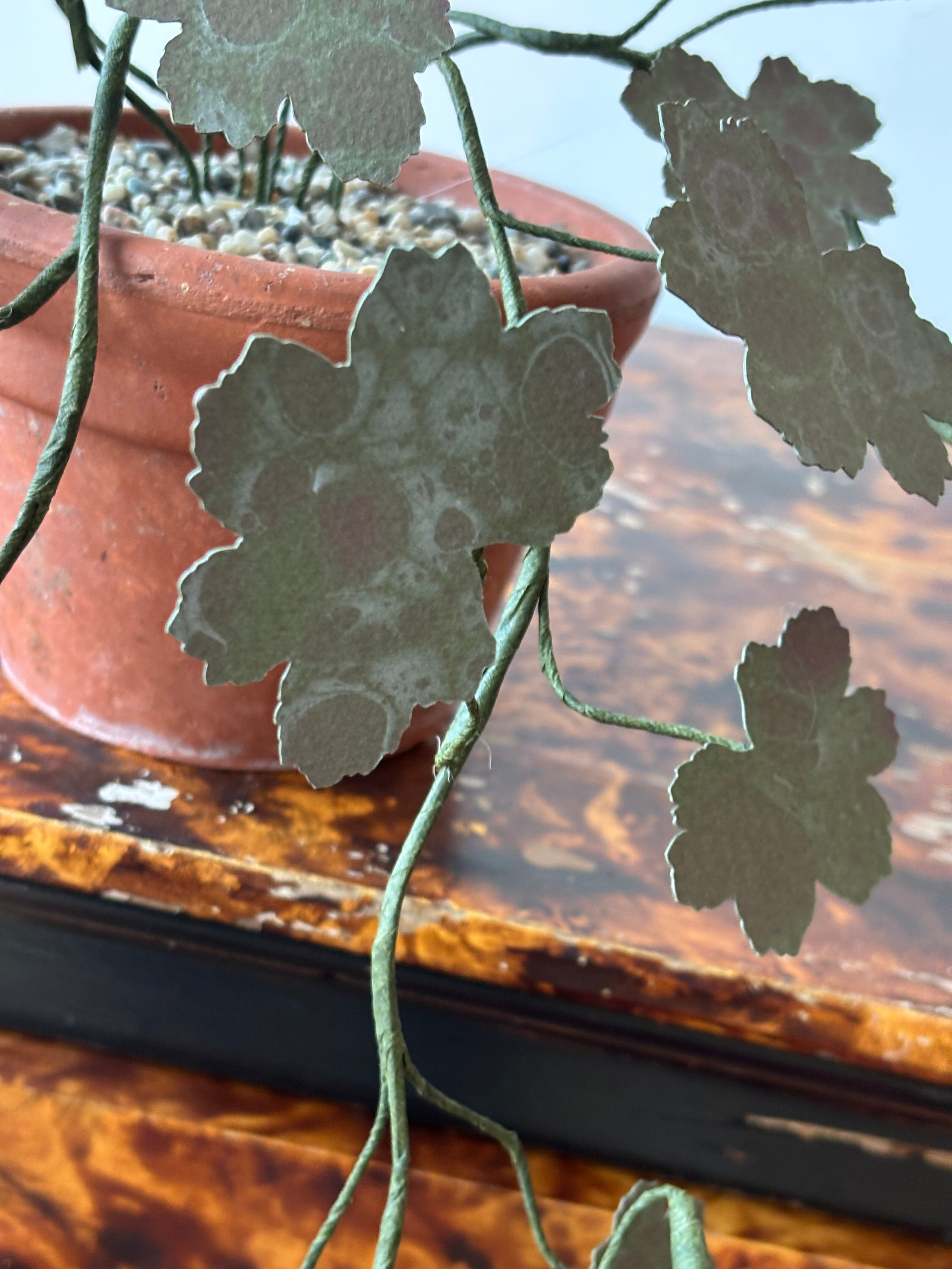 Paper hardy Geranium, trailing