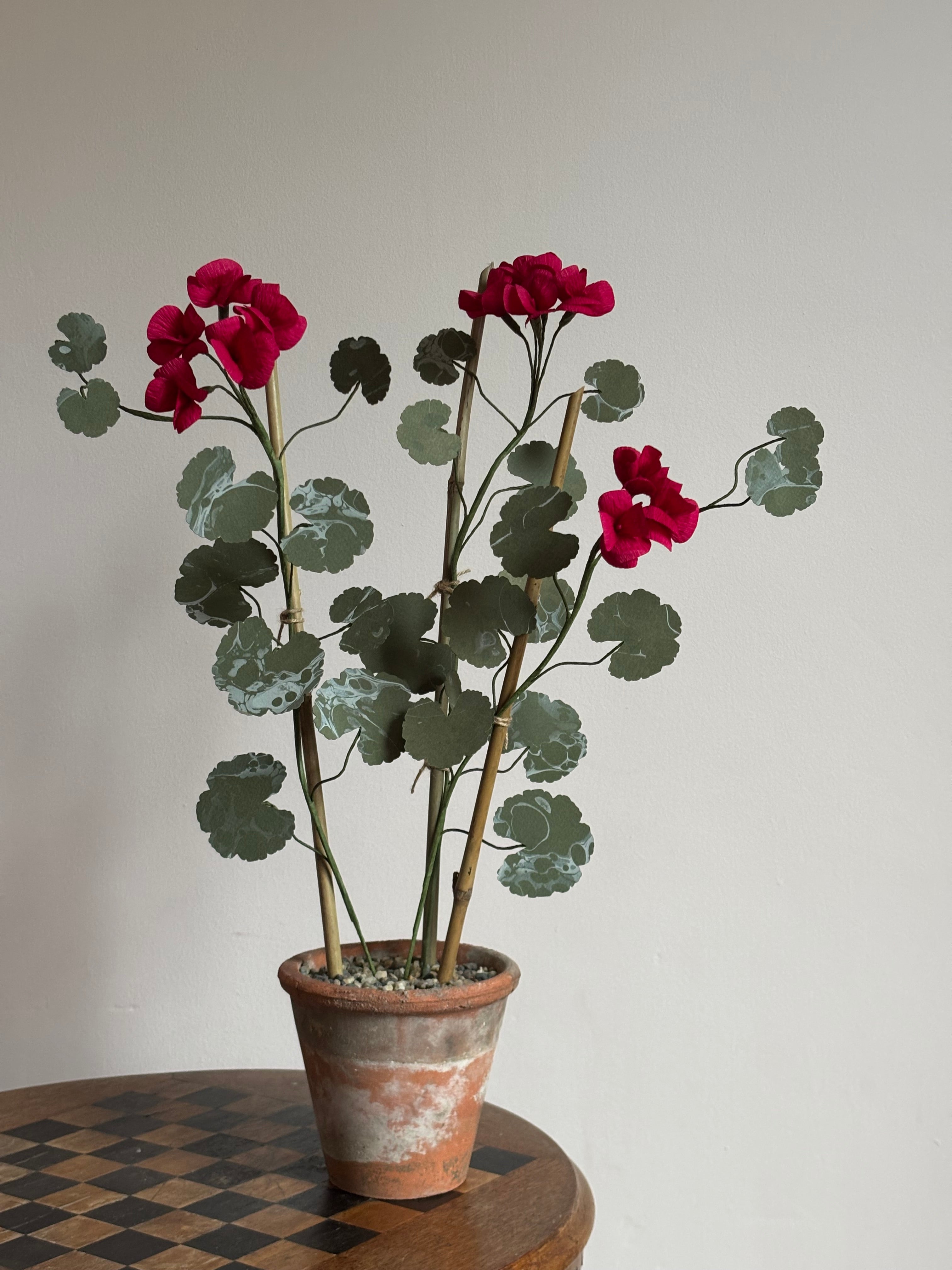 Paper Geranium