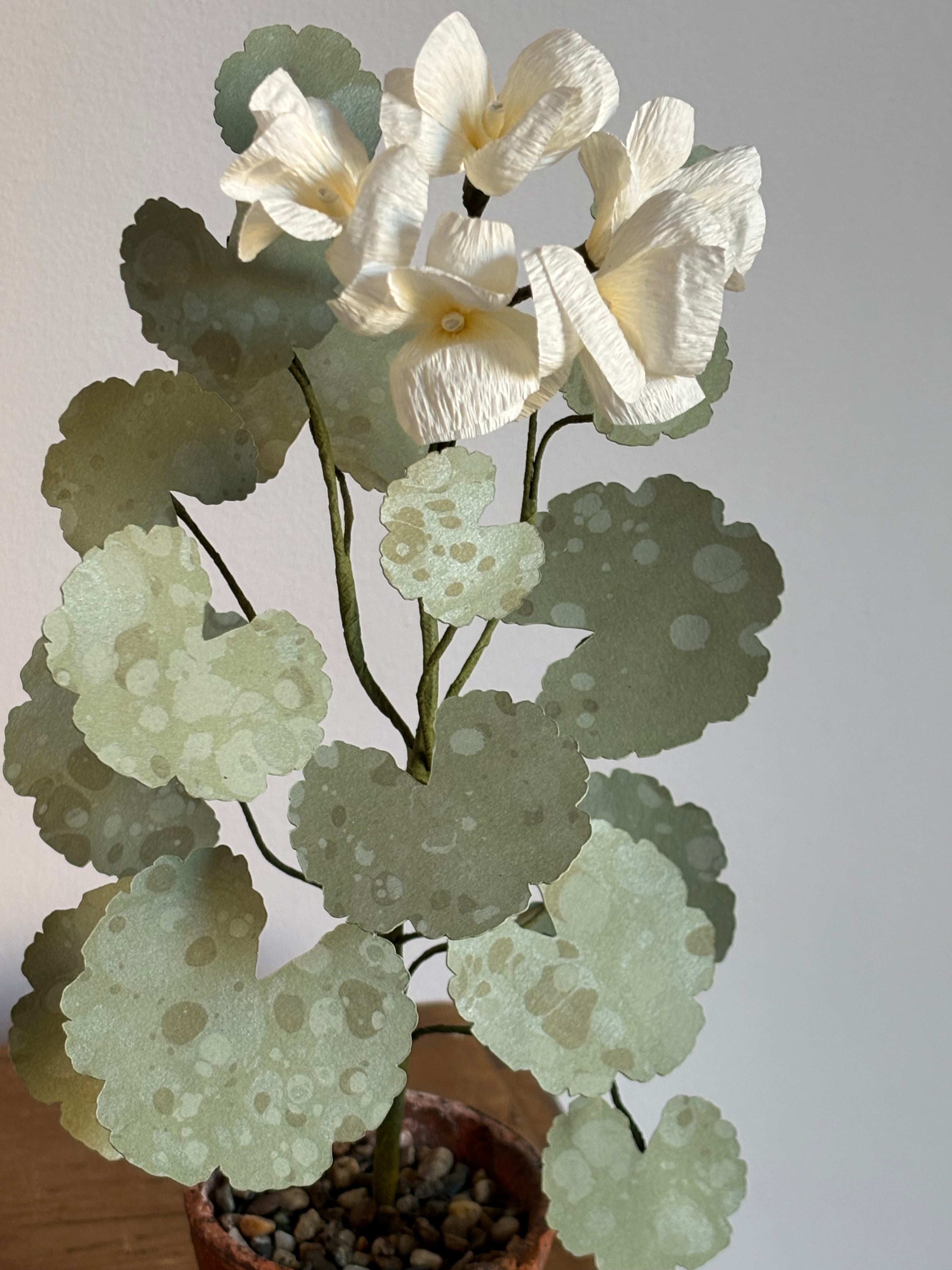 Paper Geranium