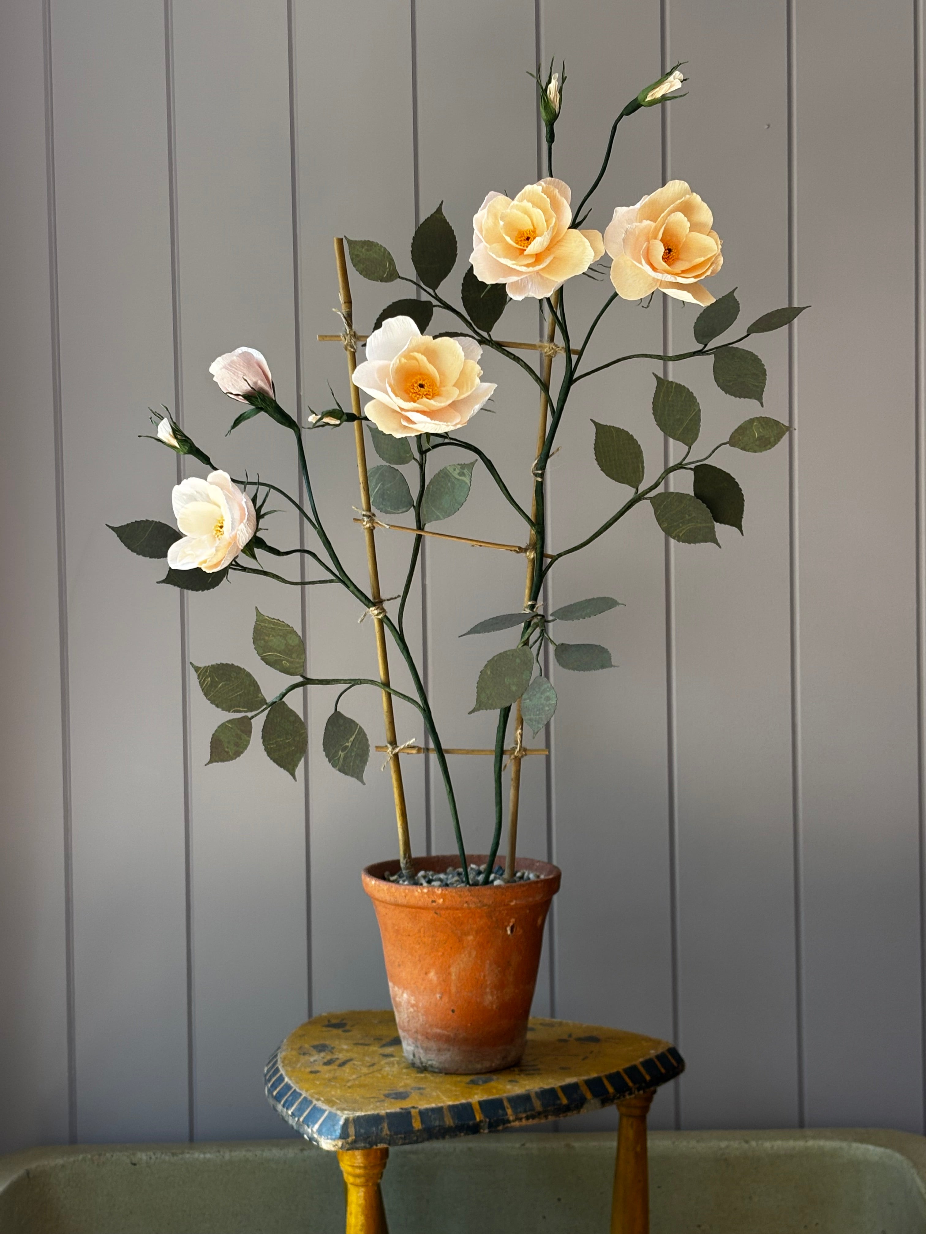 Climbing Rose