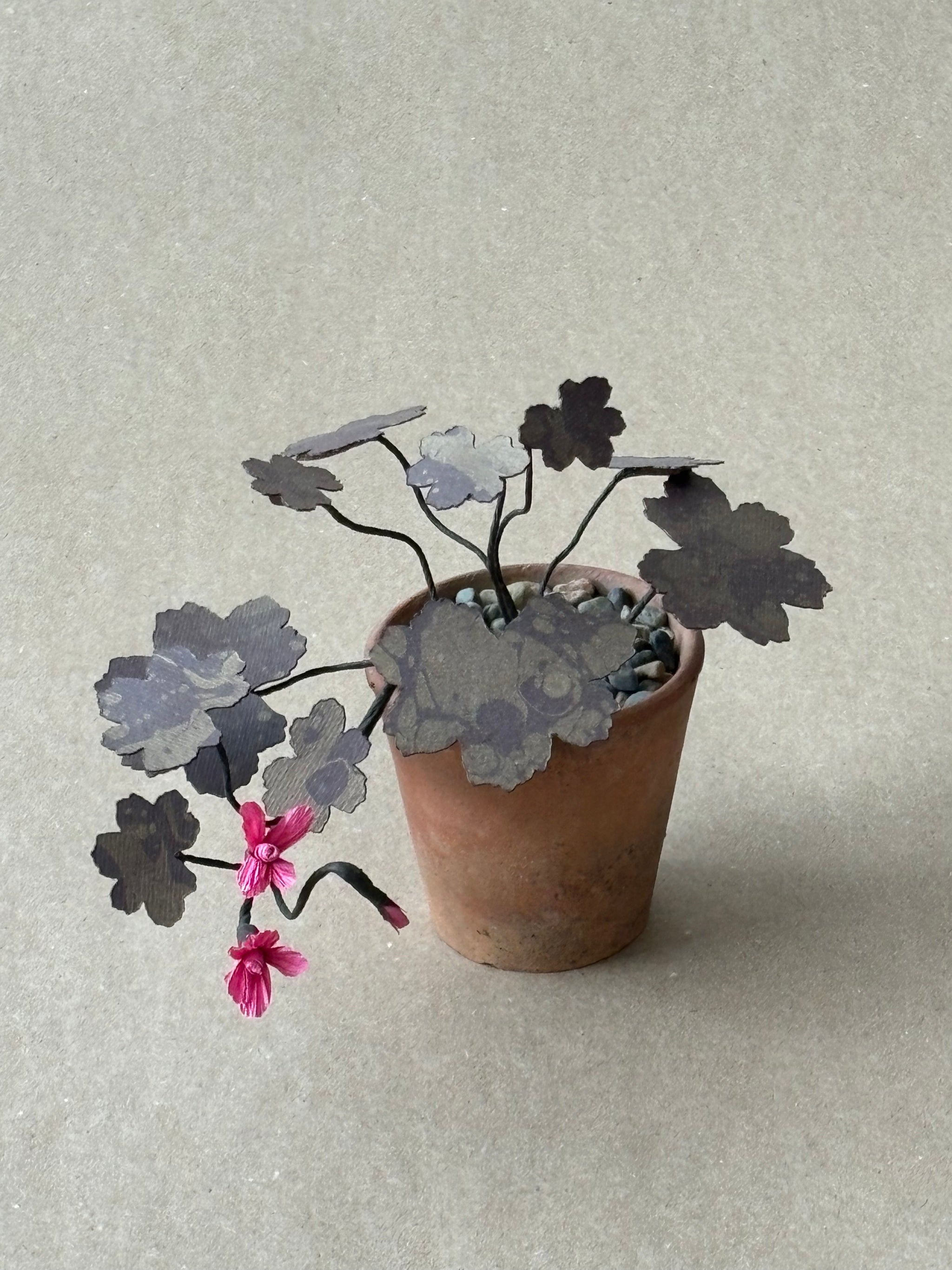 Geranium, trailing tiny