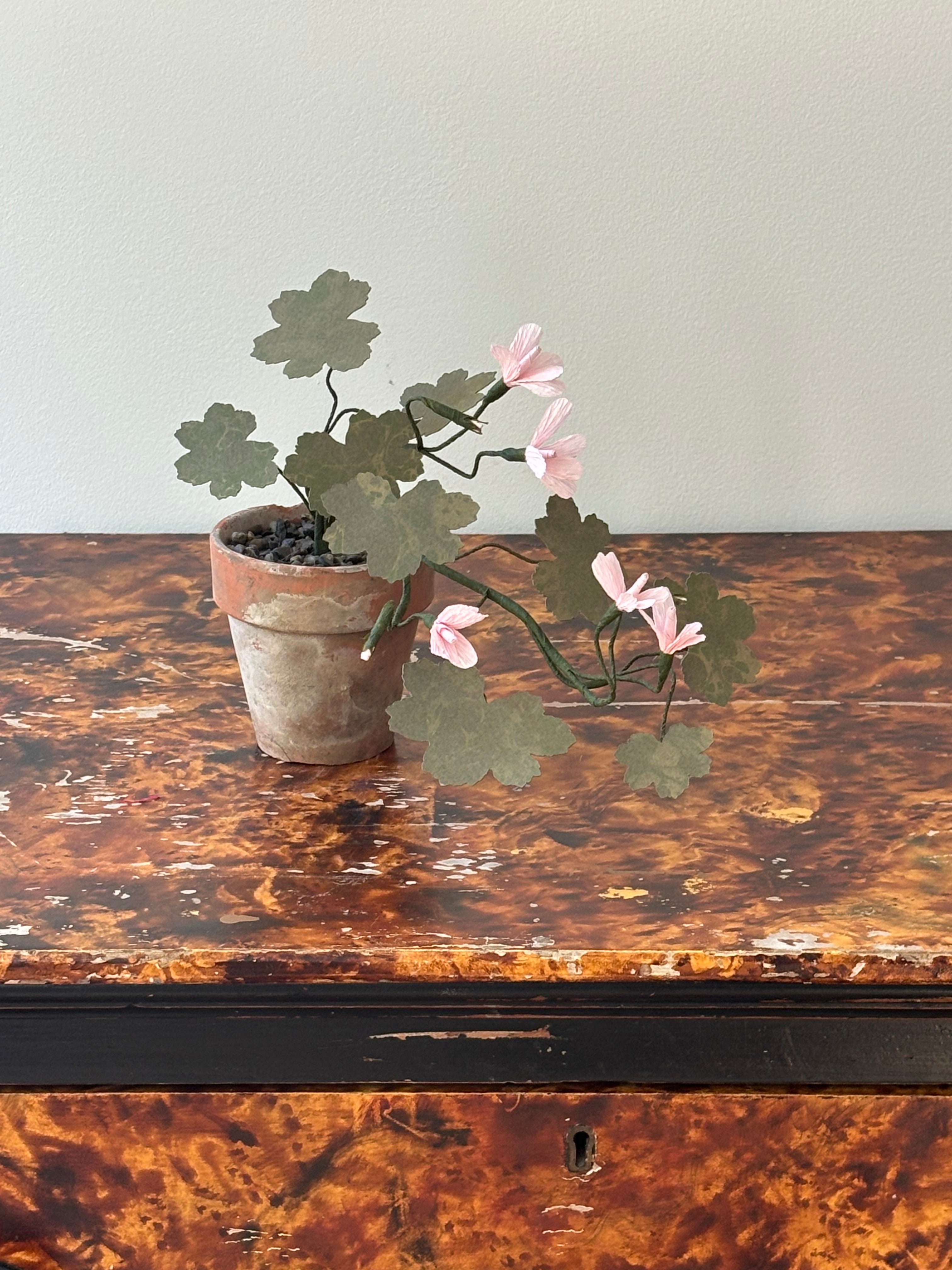 Paper Geranium, trailing