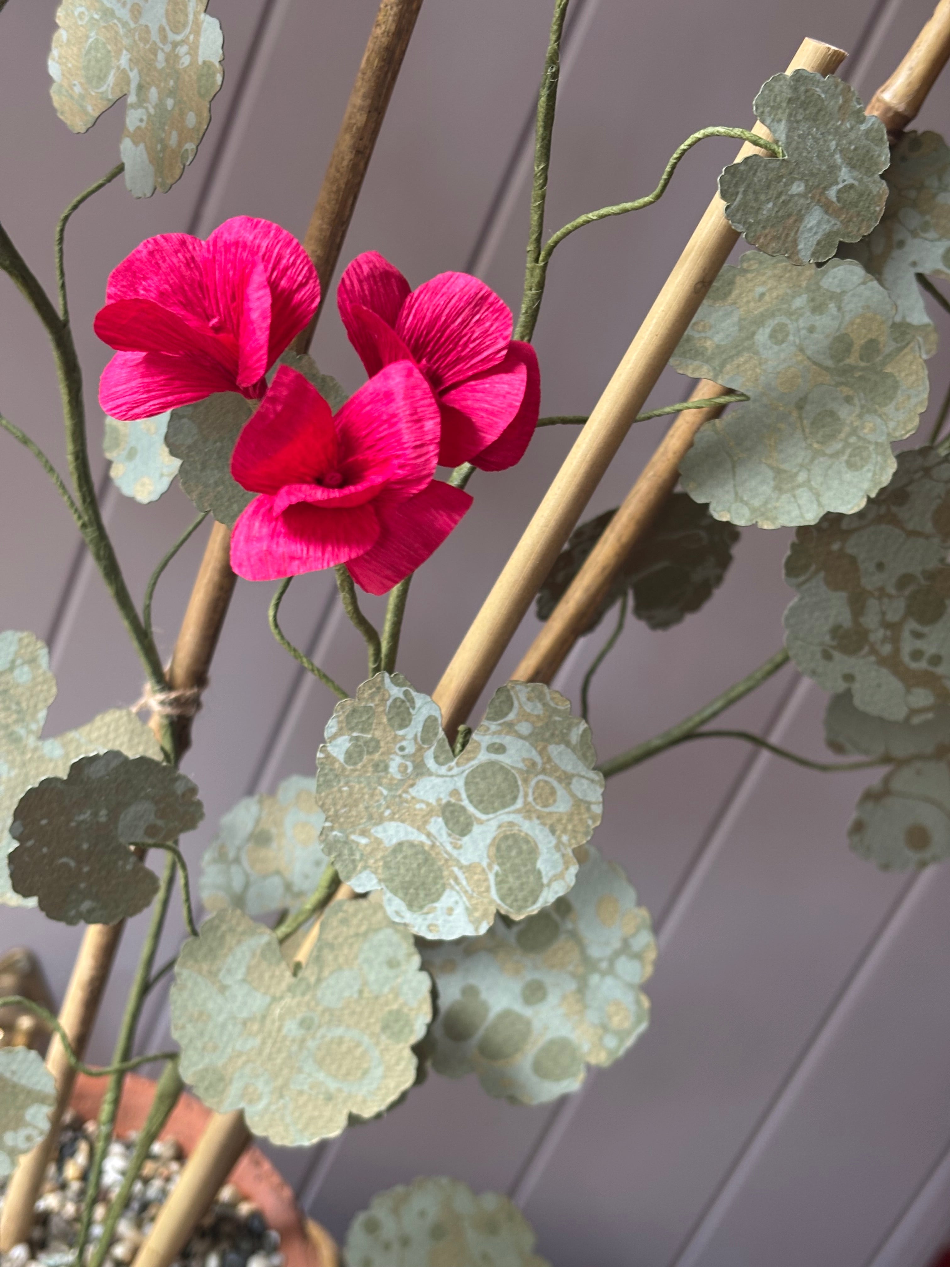 Paper geranium