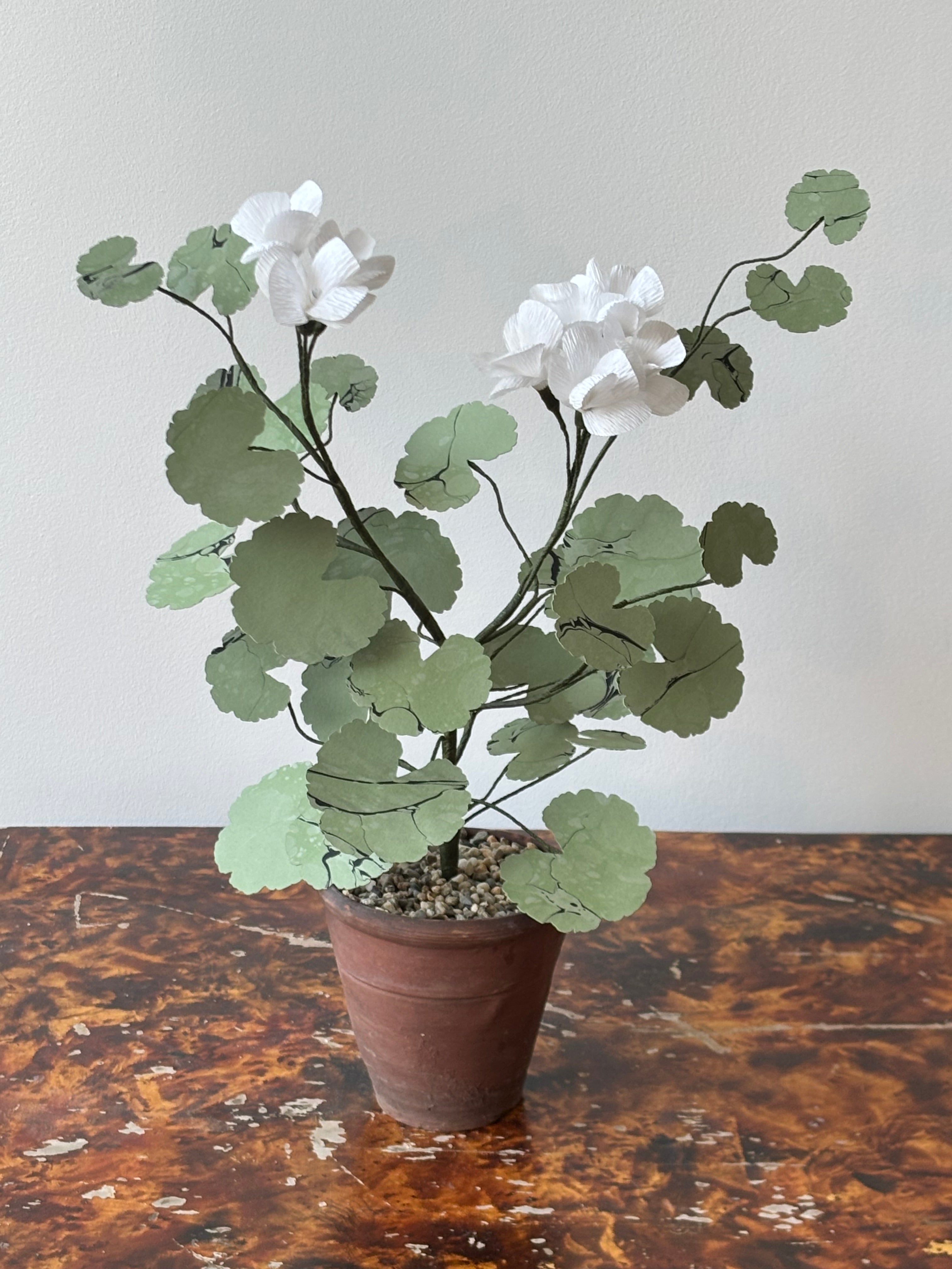 Paper Geranium