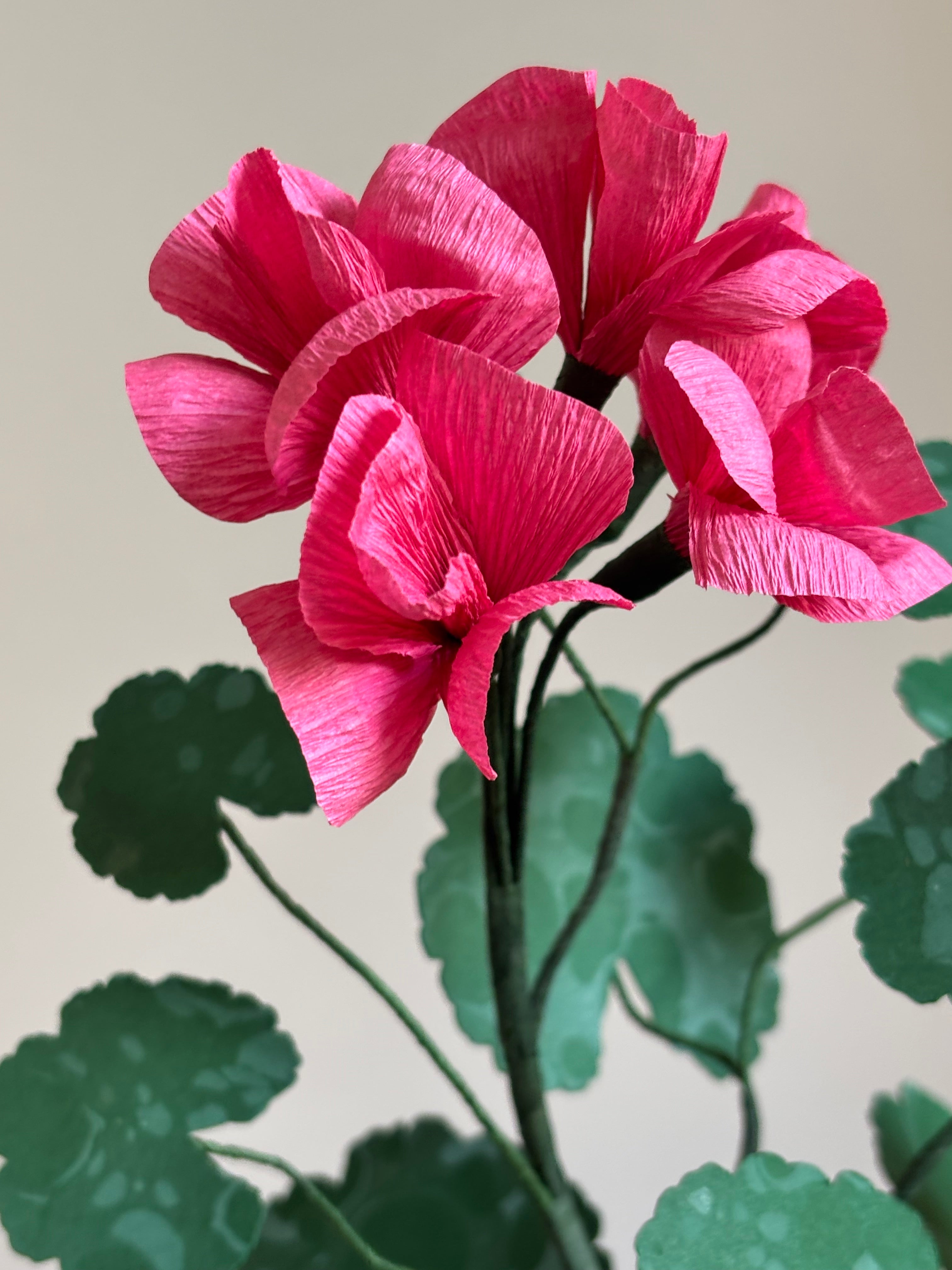 Paper Geranium
