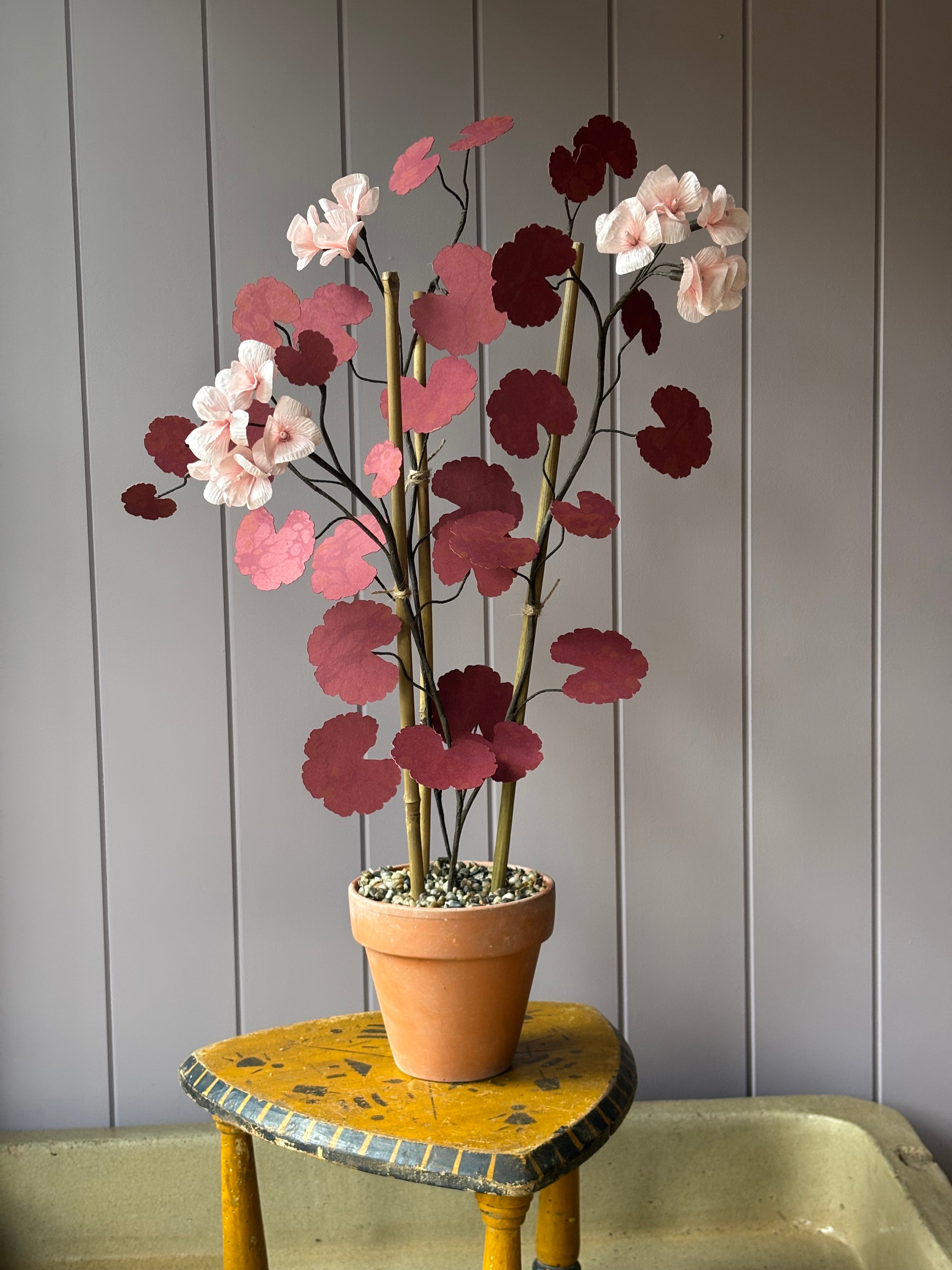Paper geranium