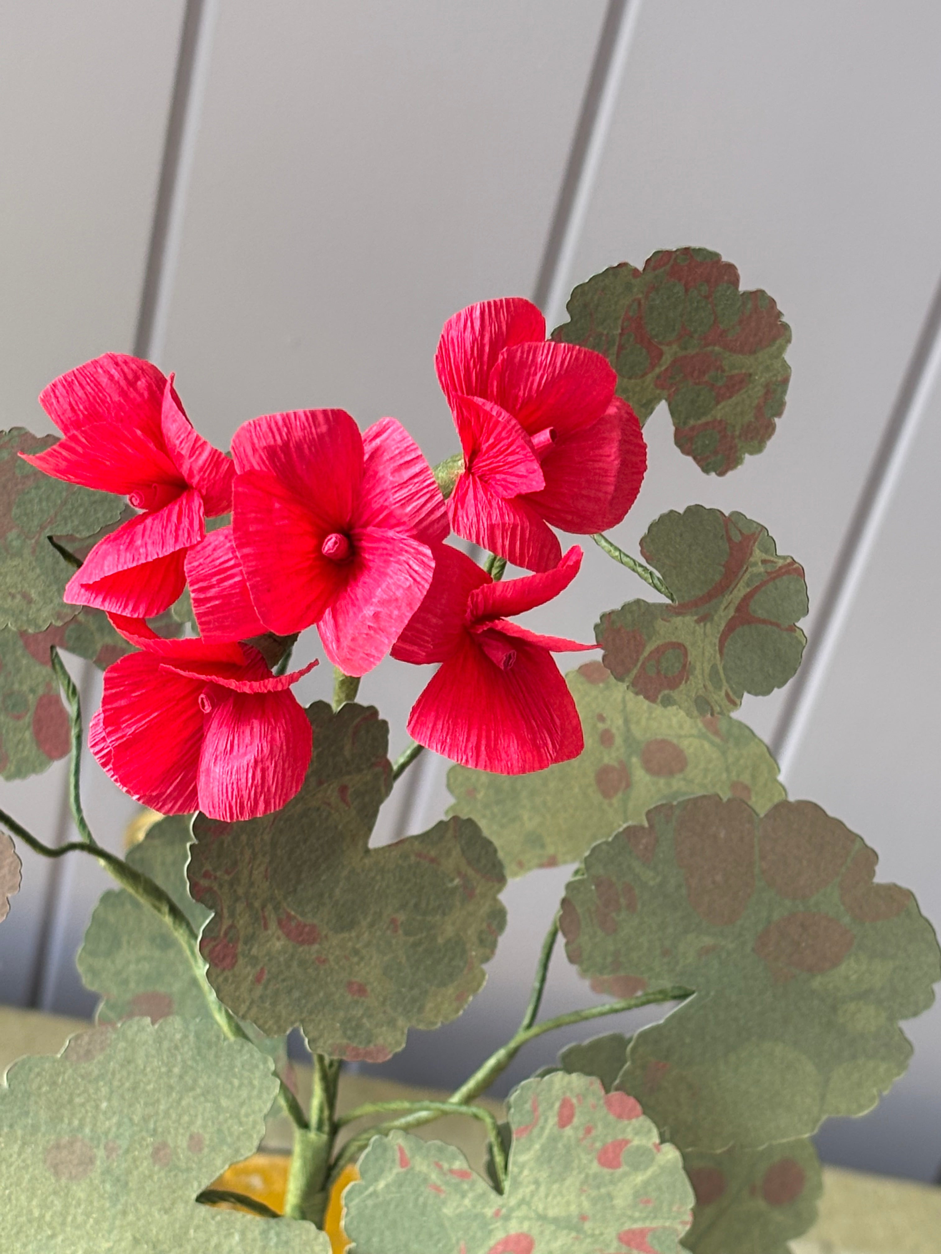 Paper Geranium