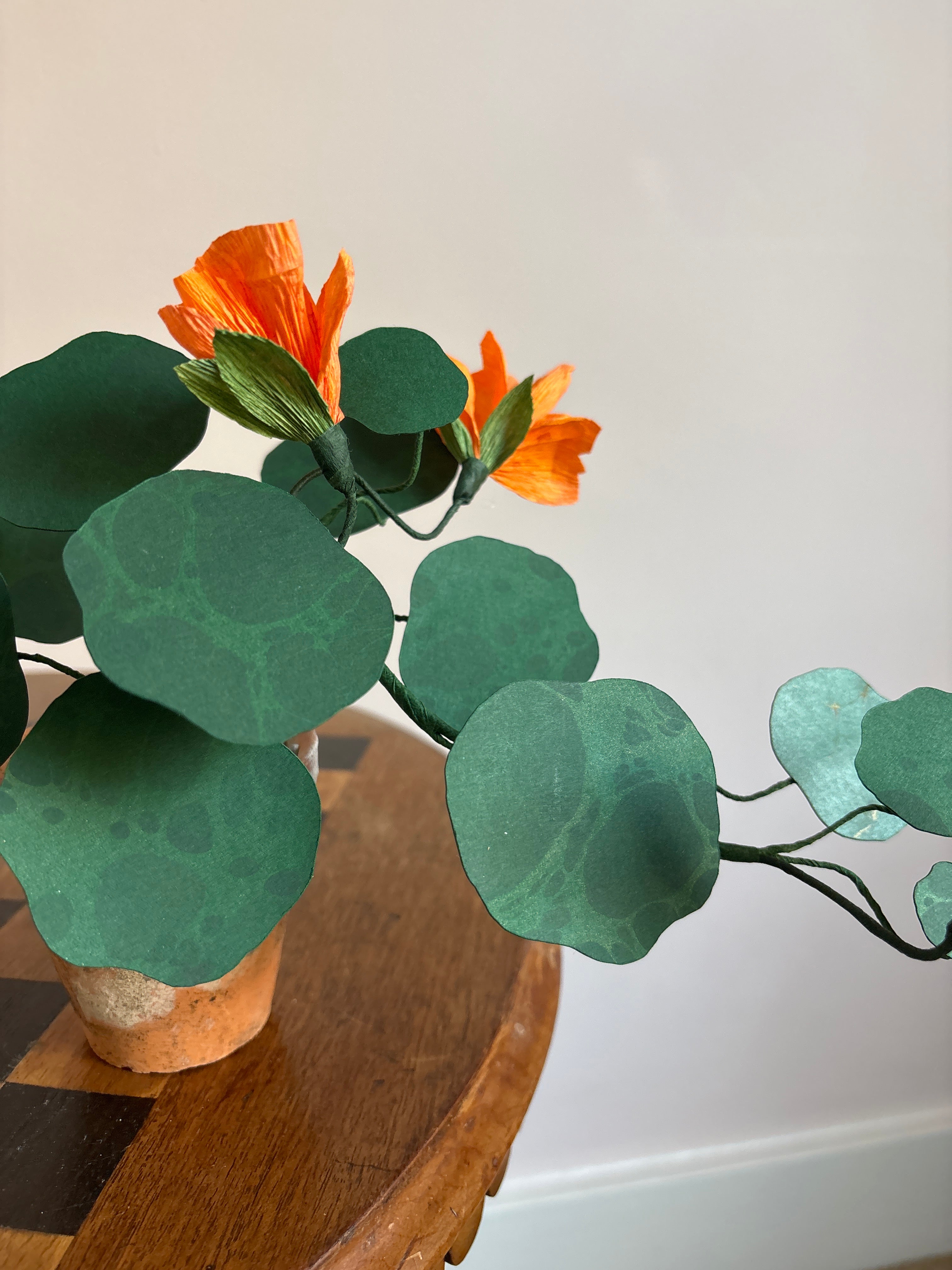 Nasturtium, trailing mini