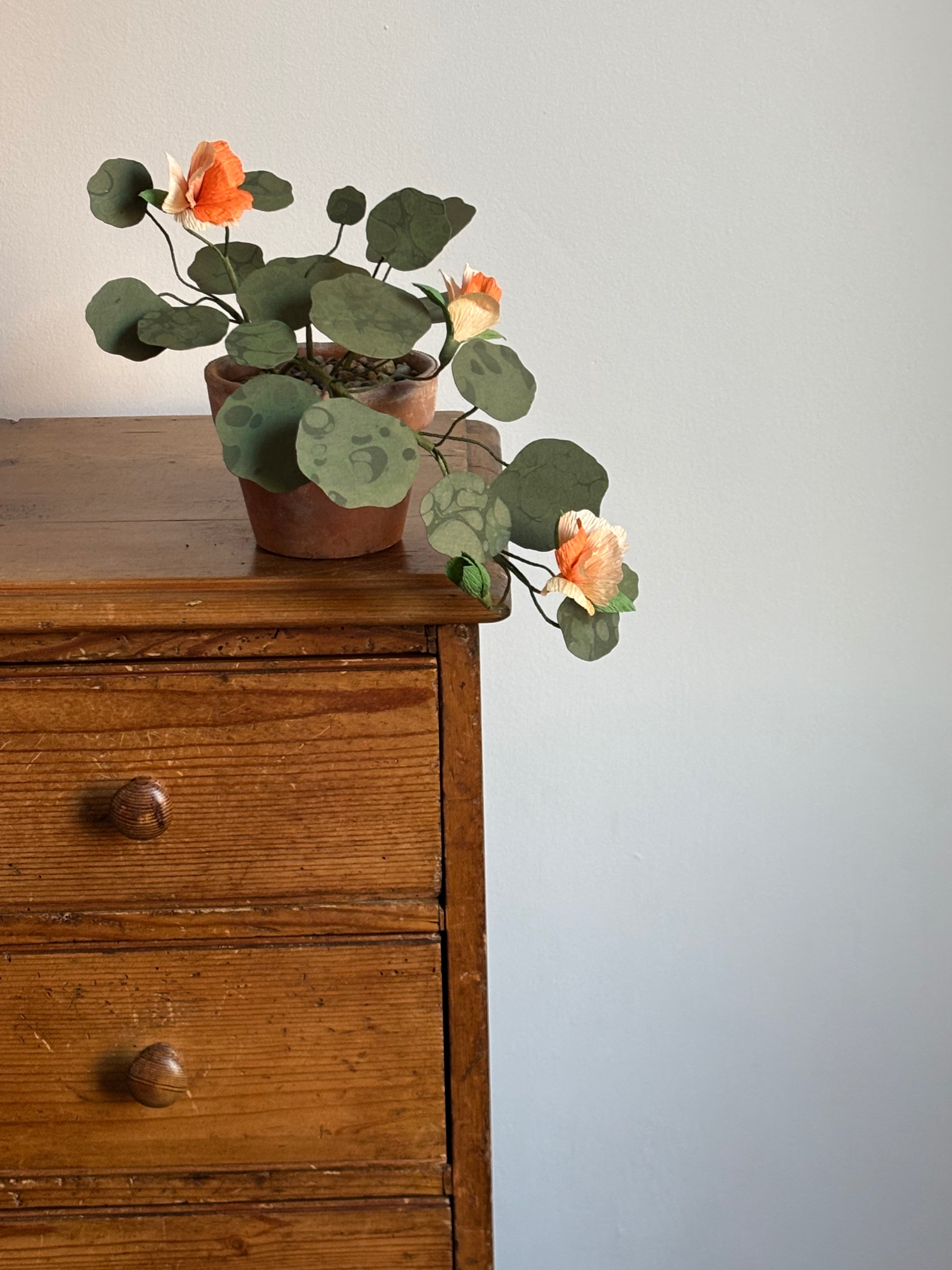 Nasturtium, trailing mini