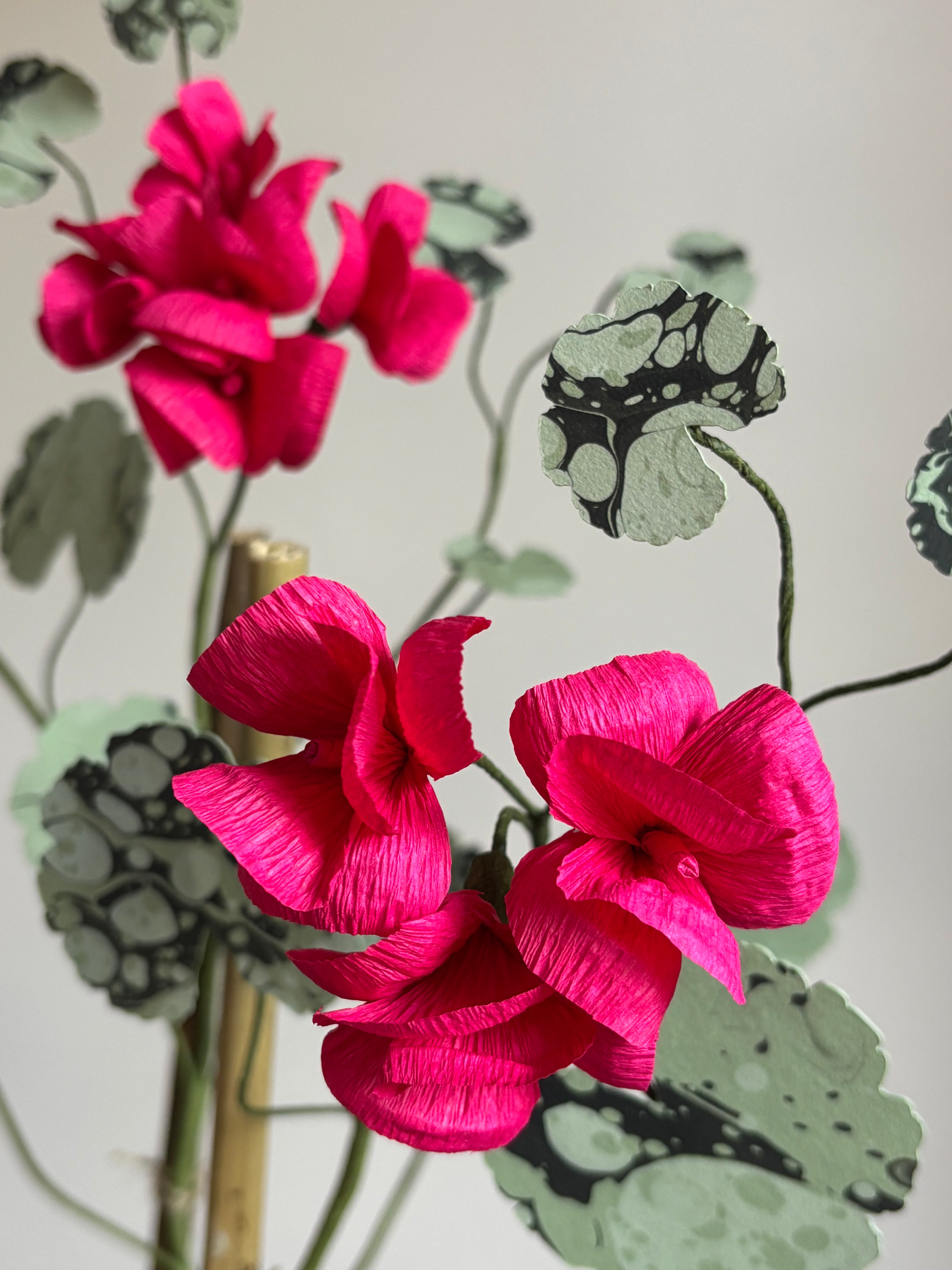 Paper Geranium