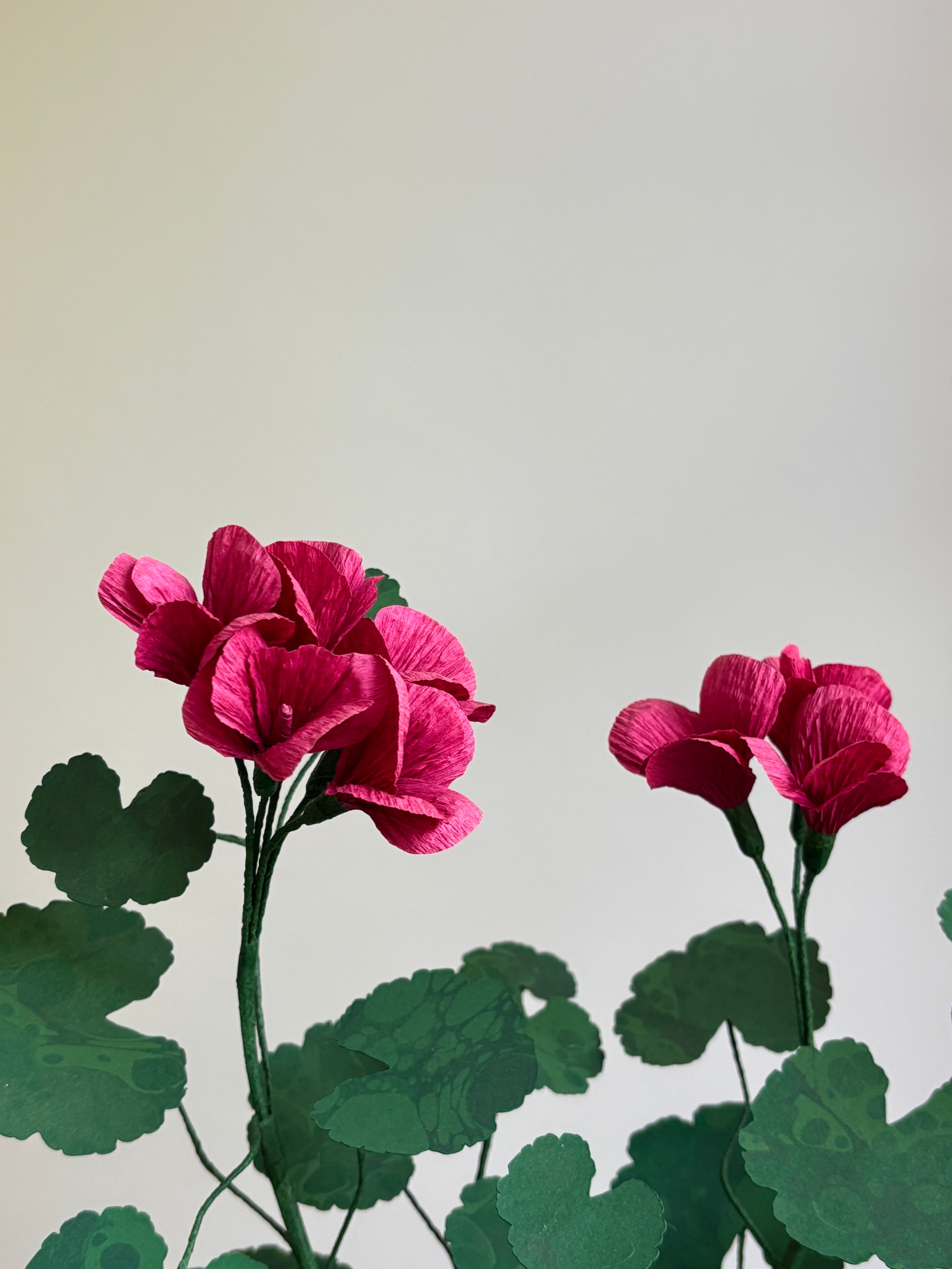 Paper Geranium