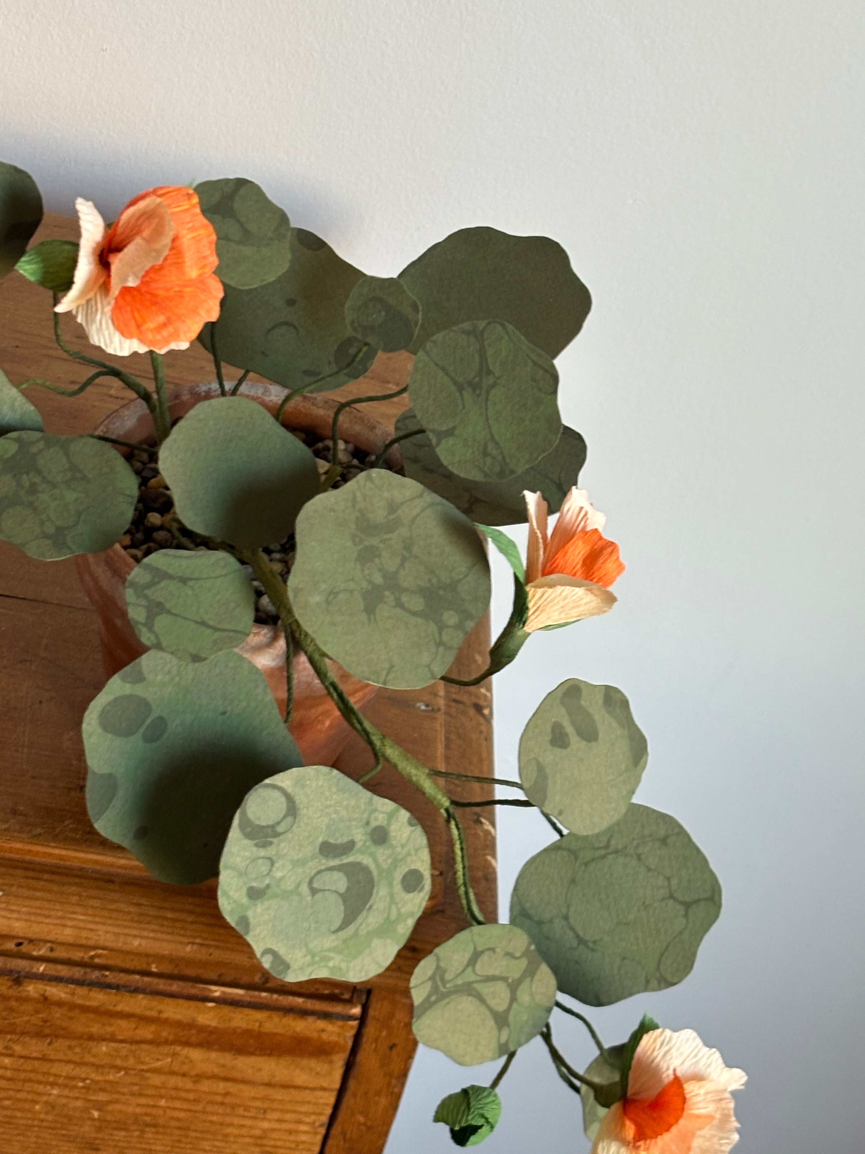 Nasturtium, trailing mini