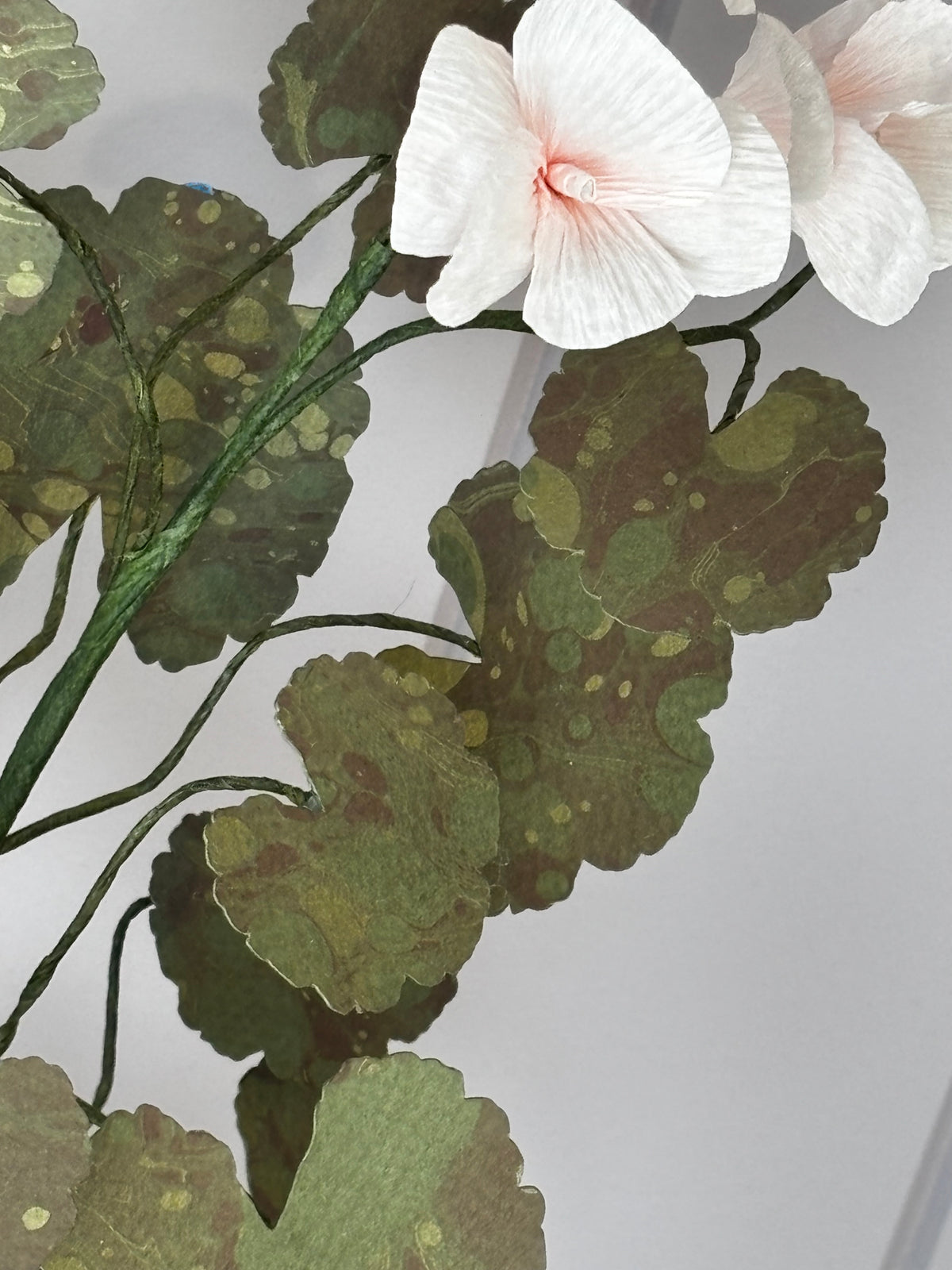 Paper geranium, scallop pot
