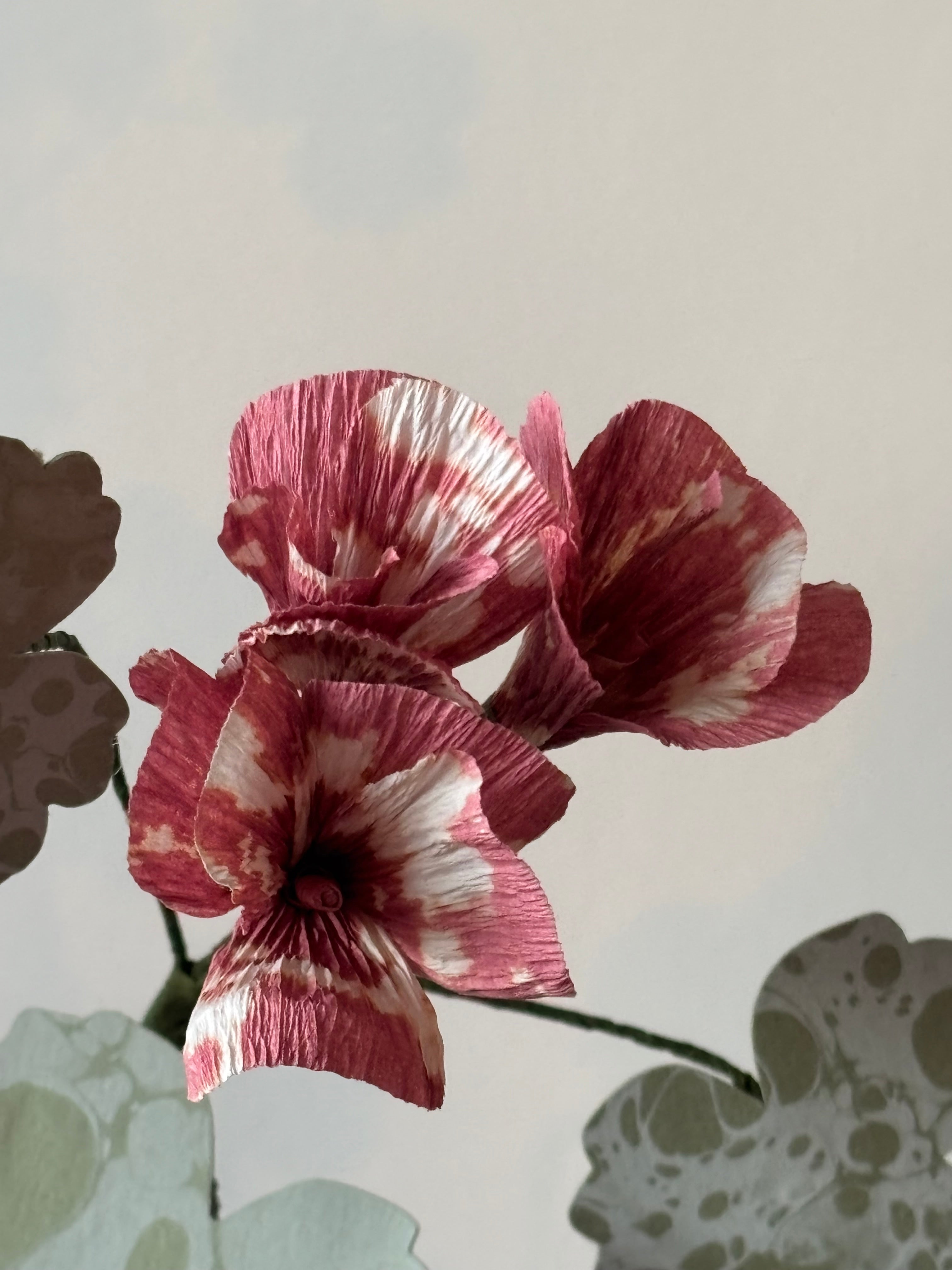 Paper Geranium