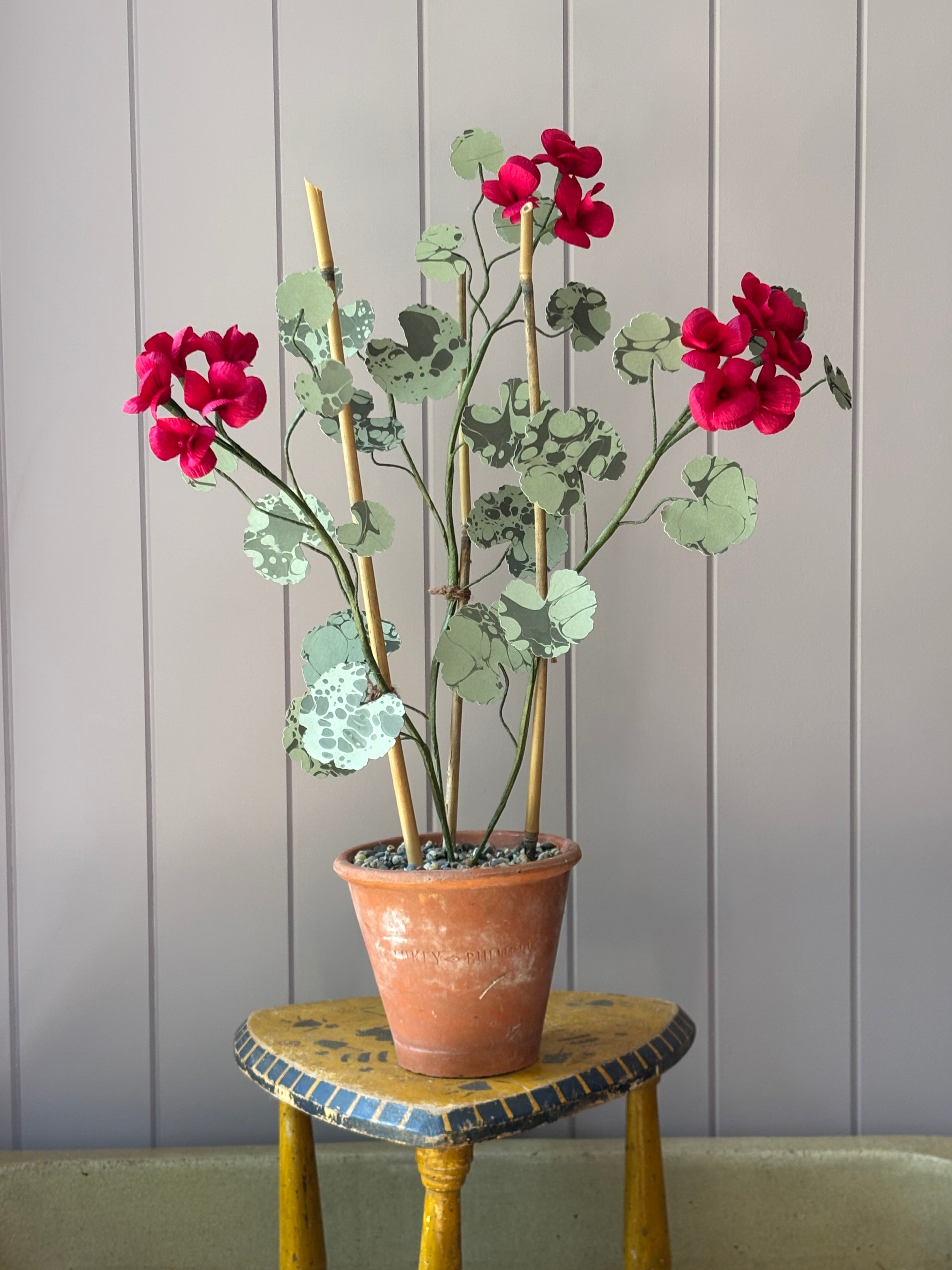 Paper geranium