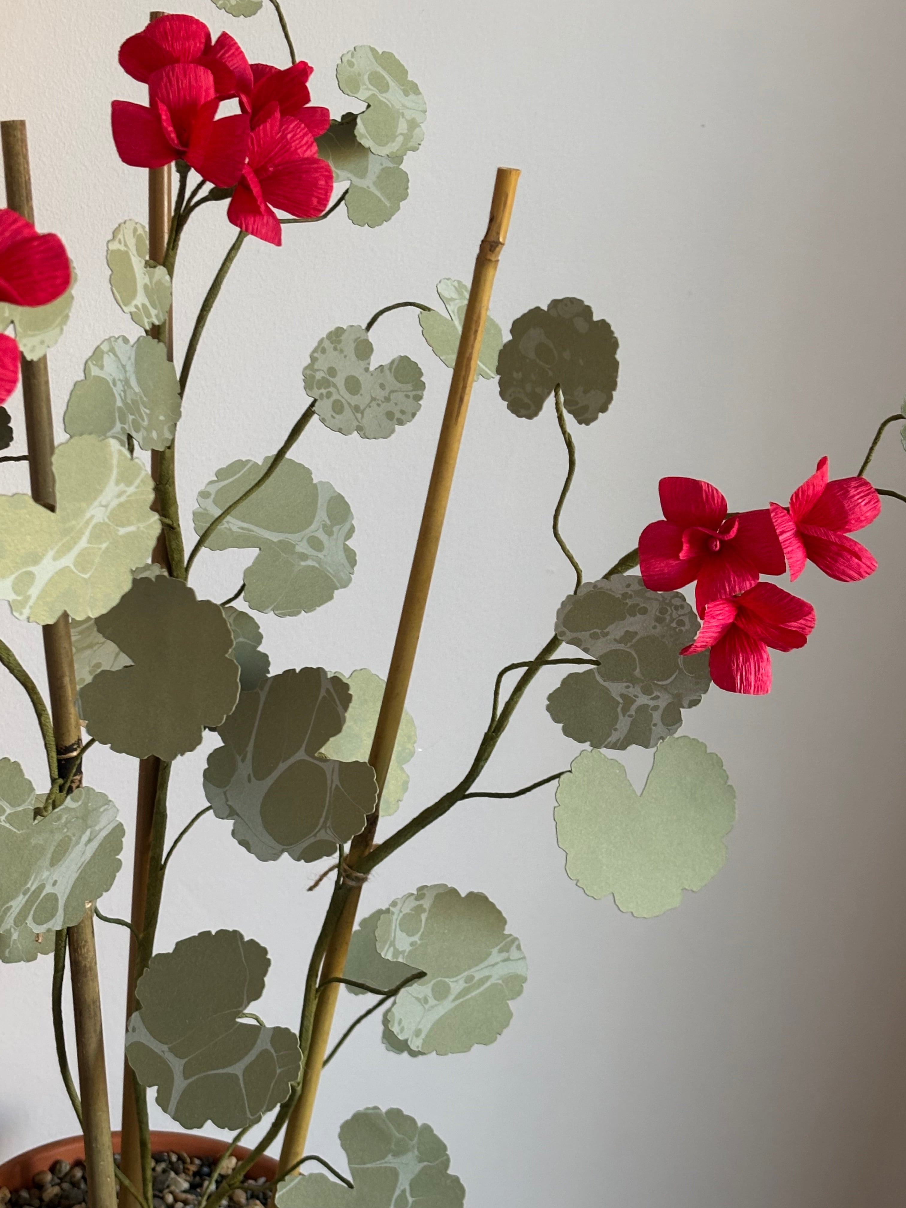 Paper Geranium