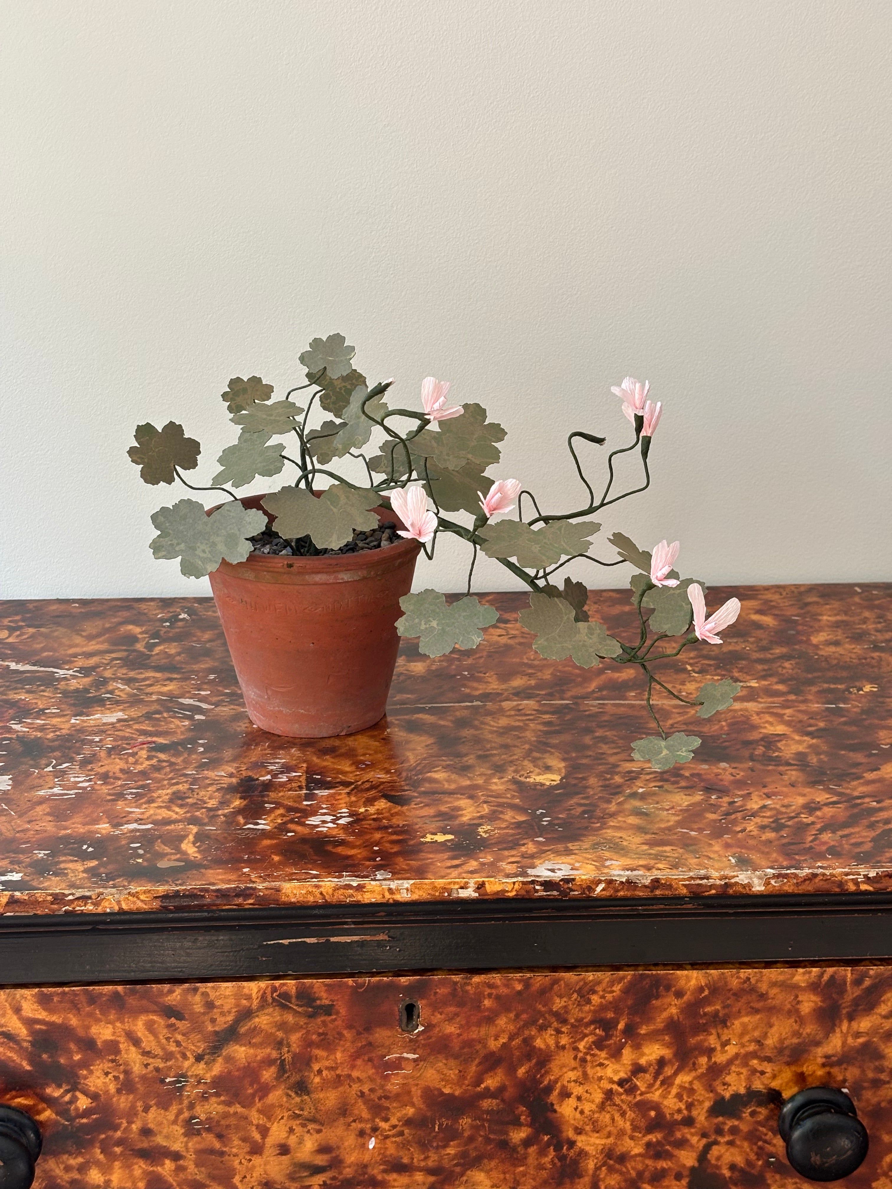 Paper Geranium, trailing