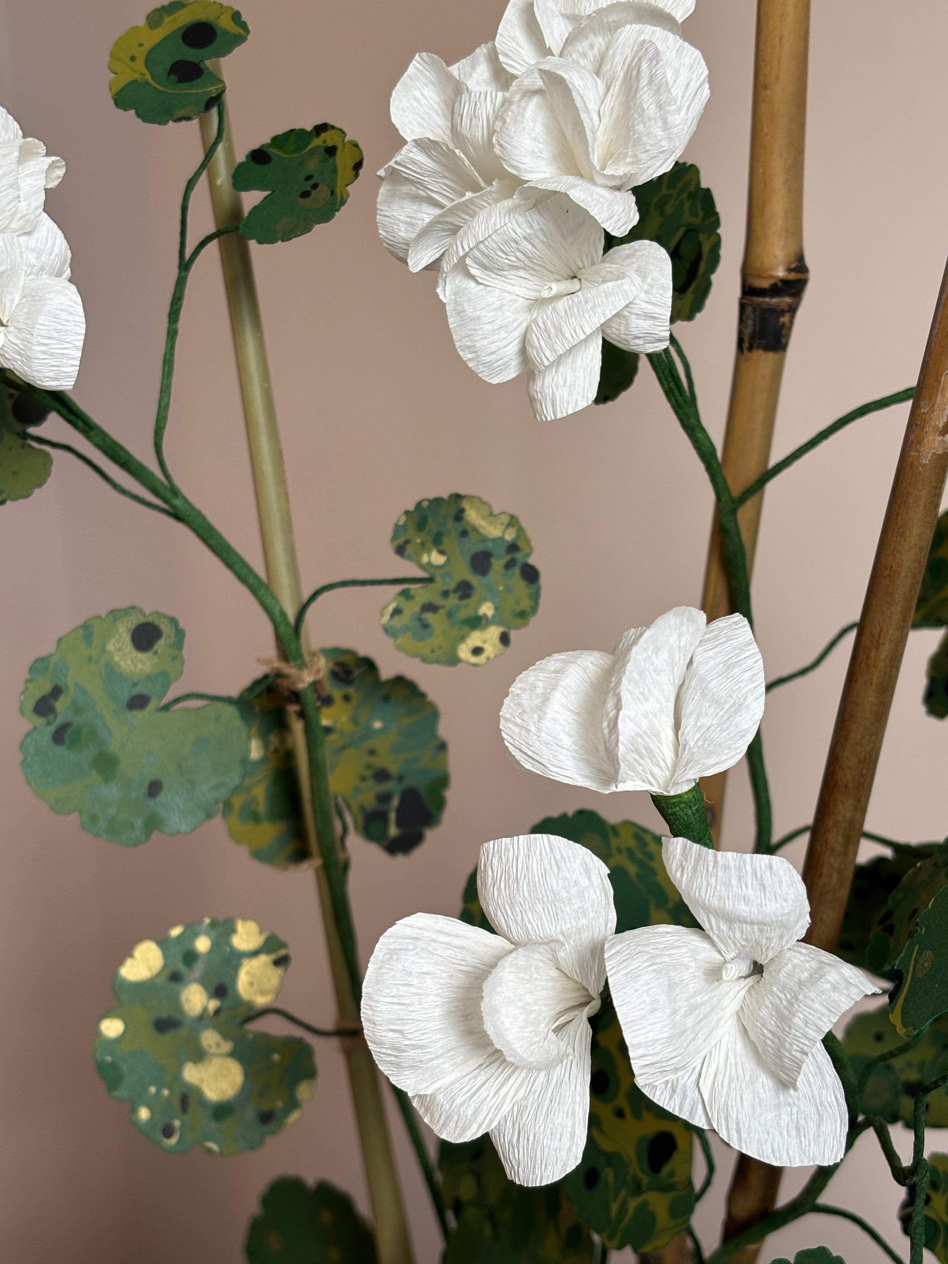 Paper Geranium