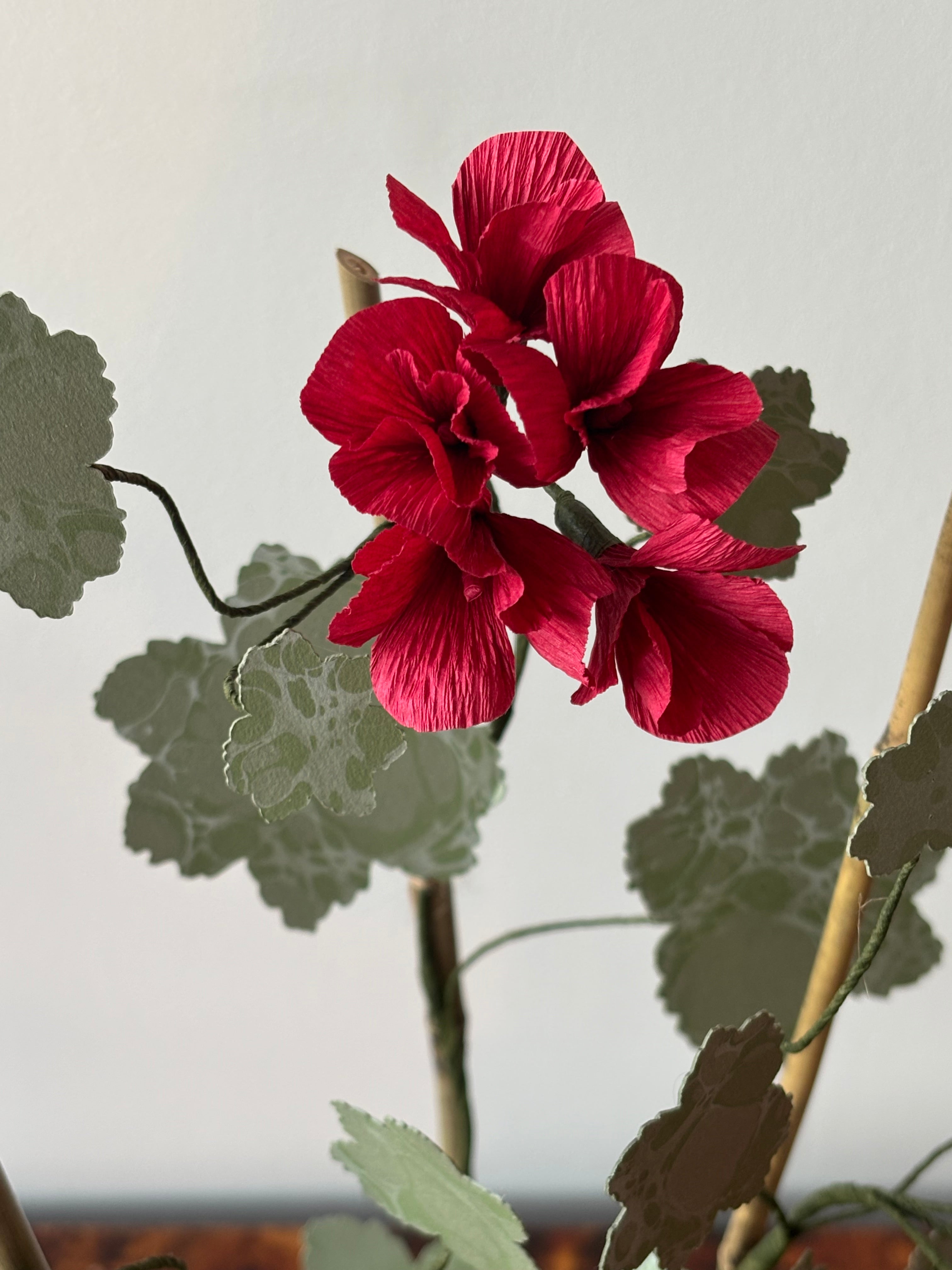 Paper Geranium