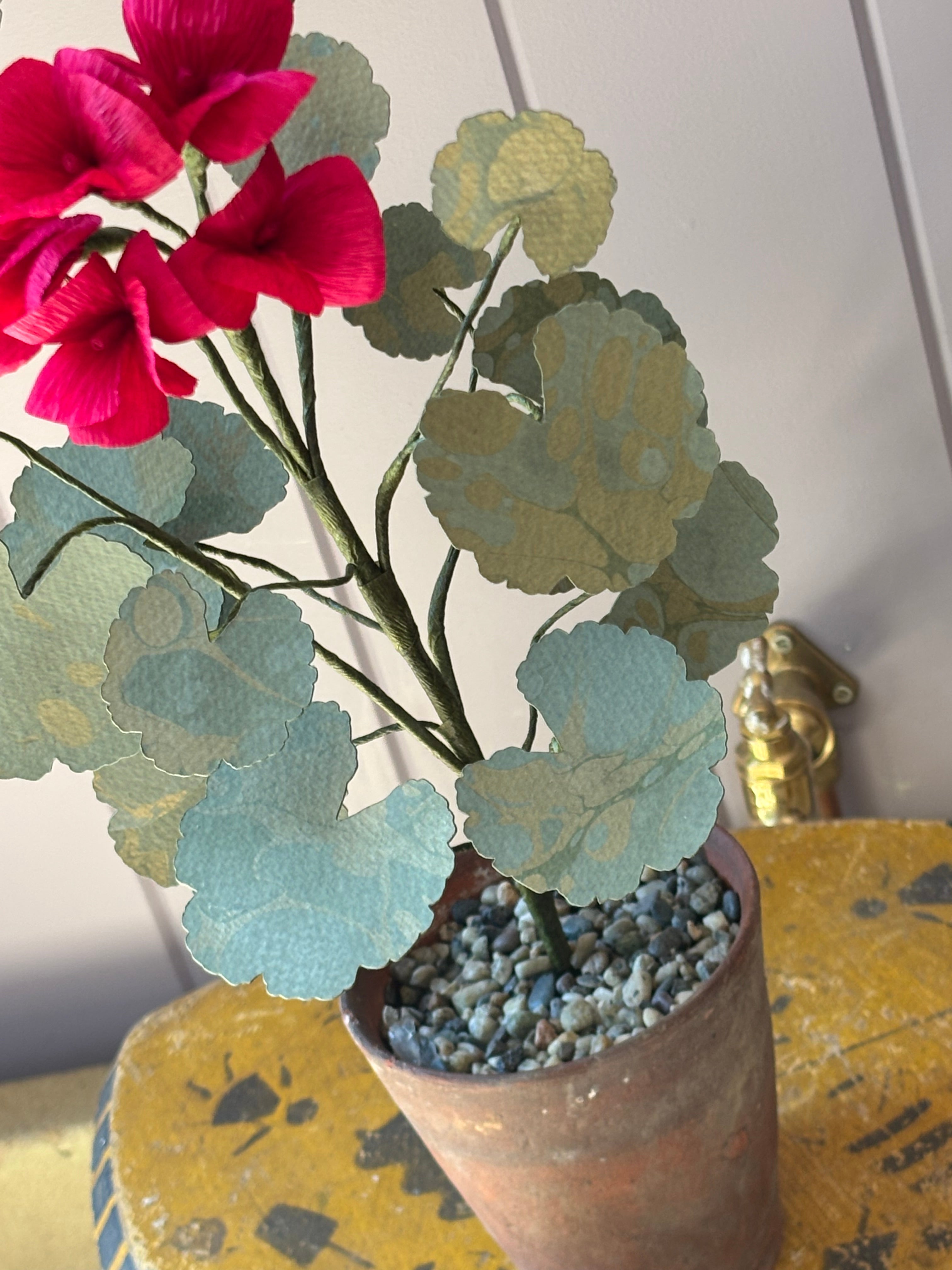 Paper geranium