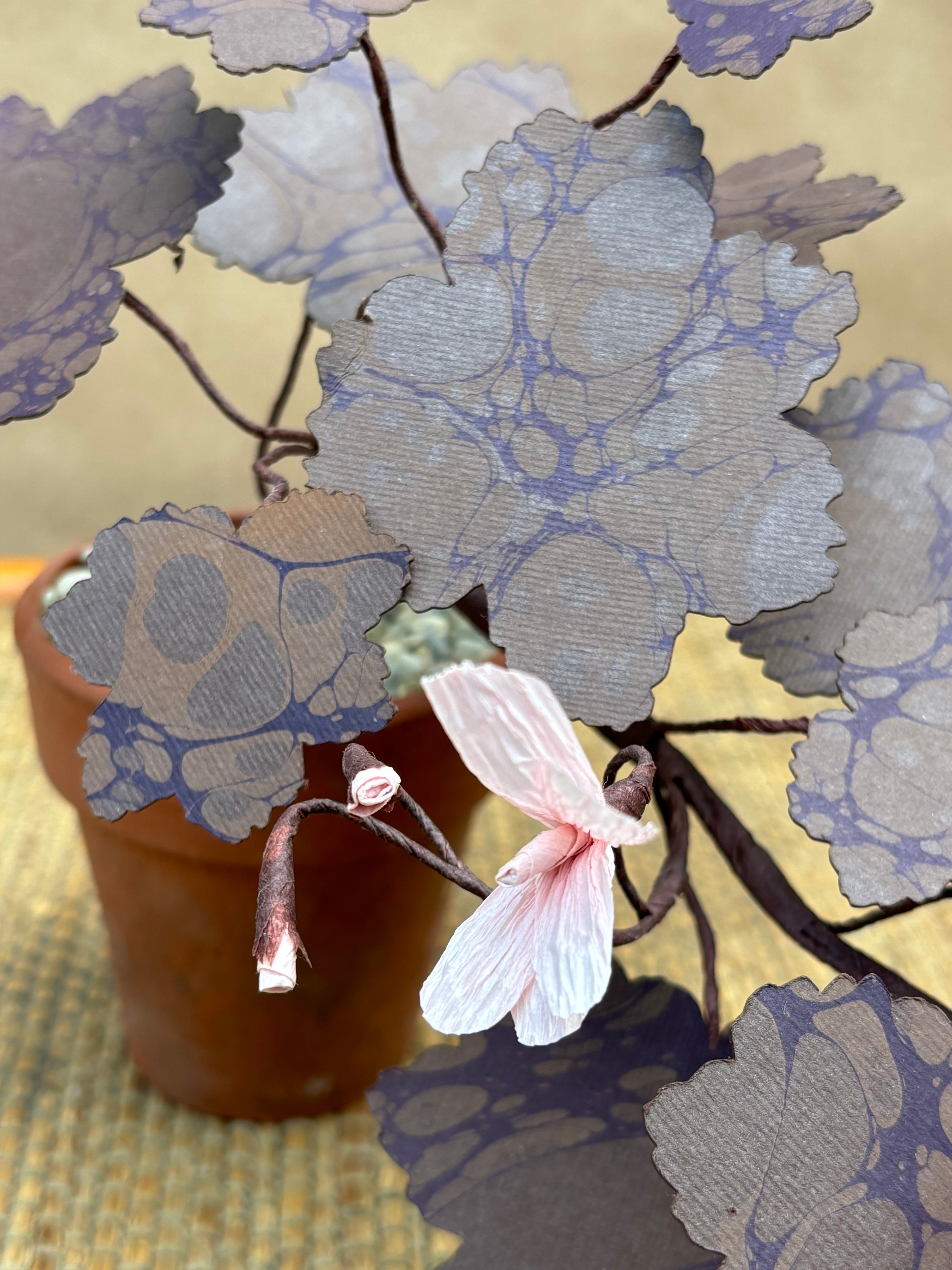 Paper Geranium, trailing