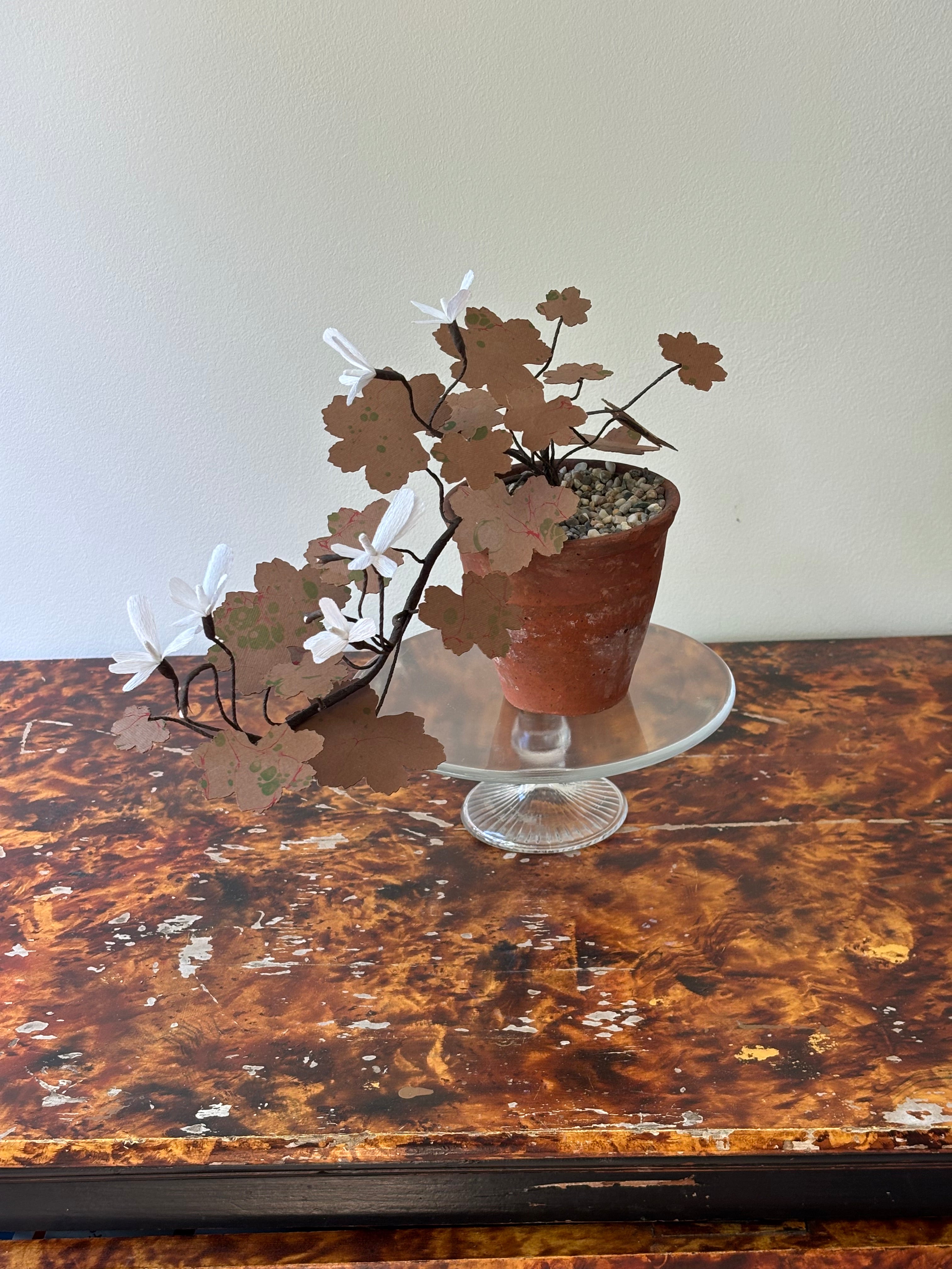 Geranium, trailing