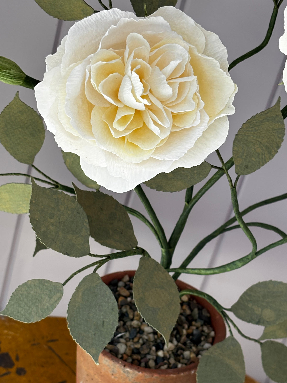 Paper Shrub Rose
