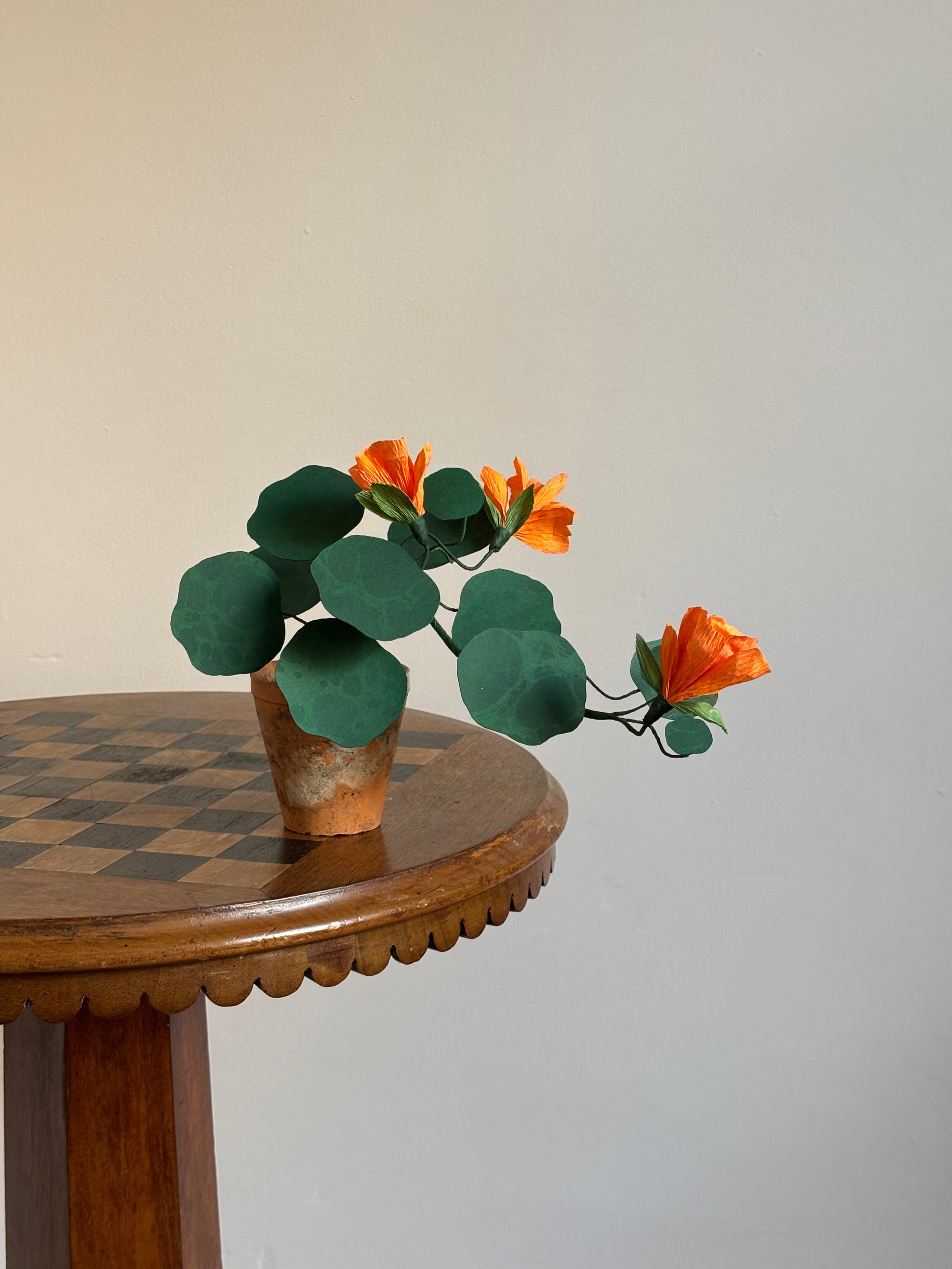 Nasturtium, trailing mini