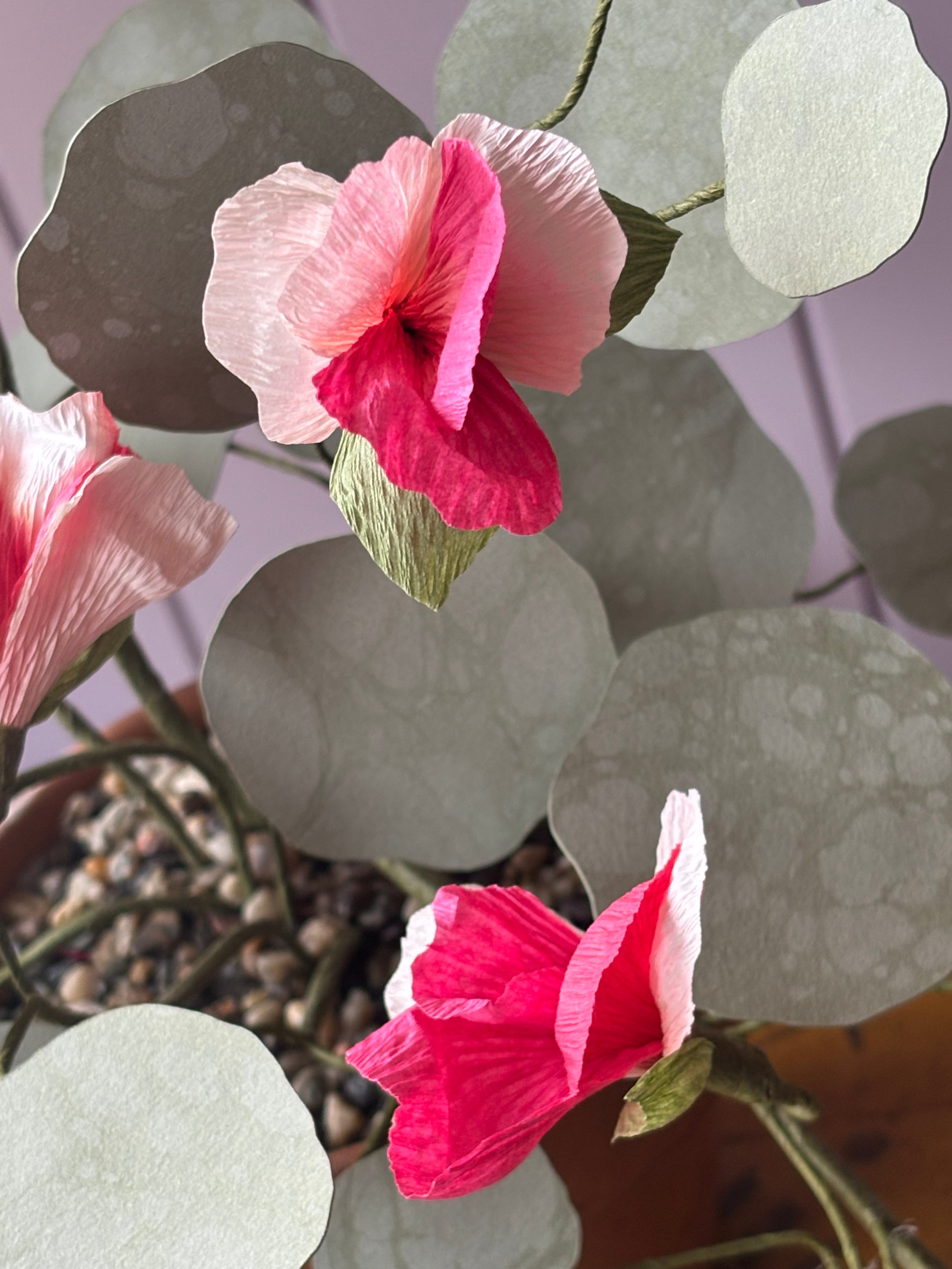 Nasturtium, trailing