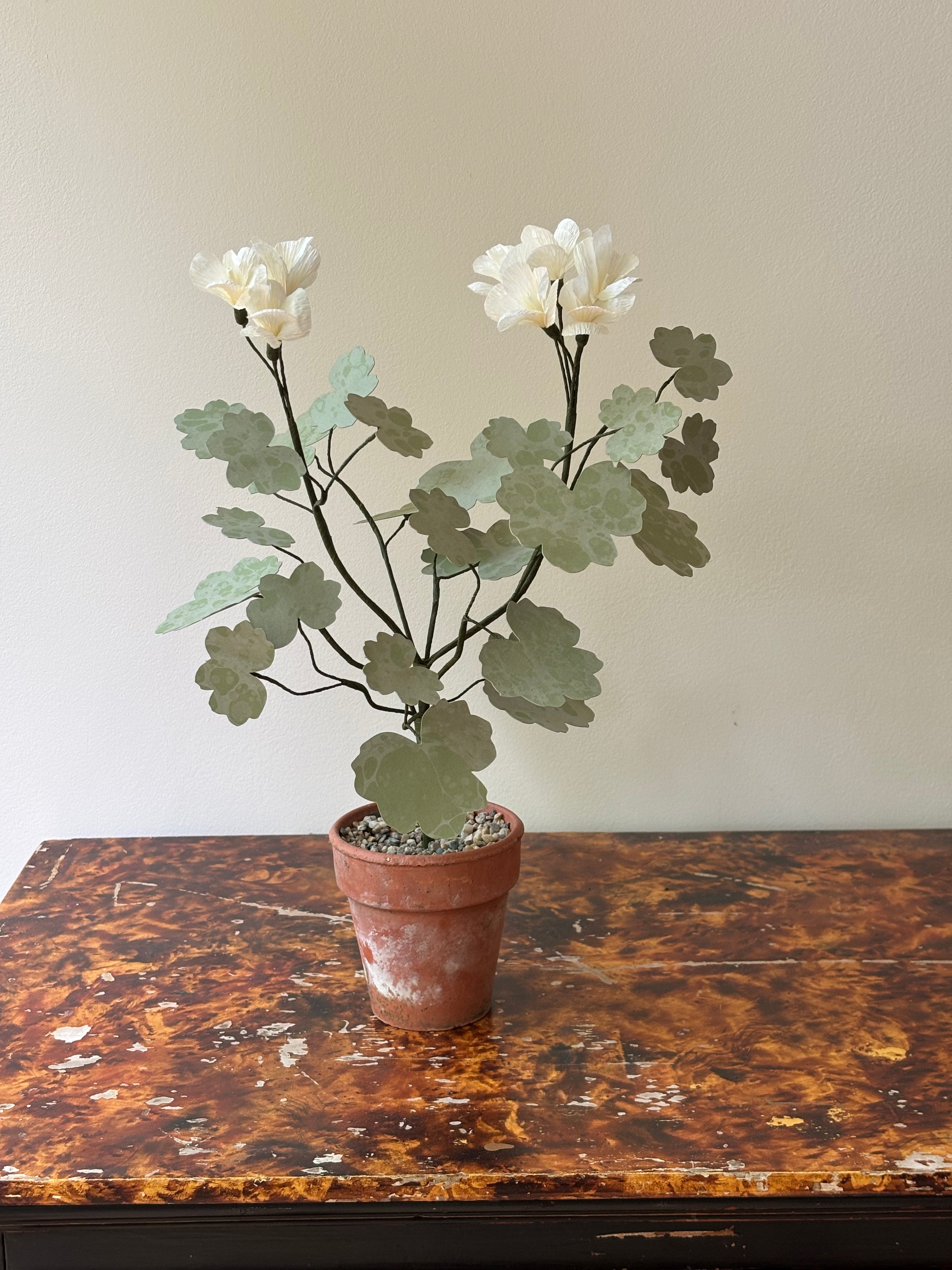 Paper Geranium