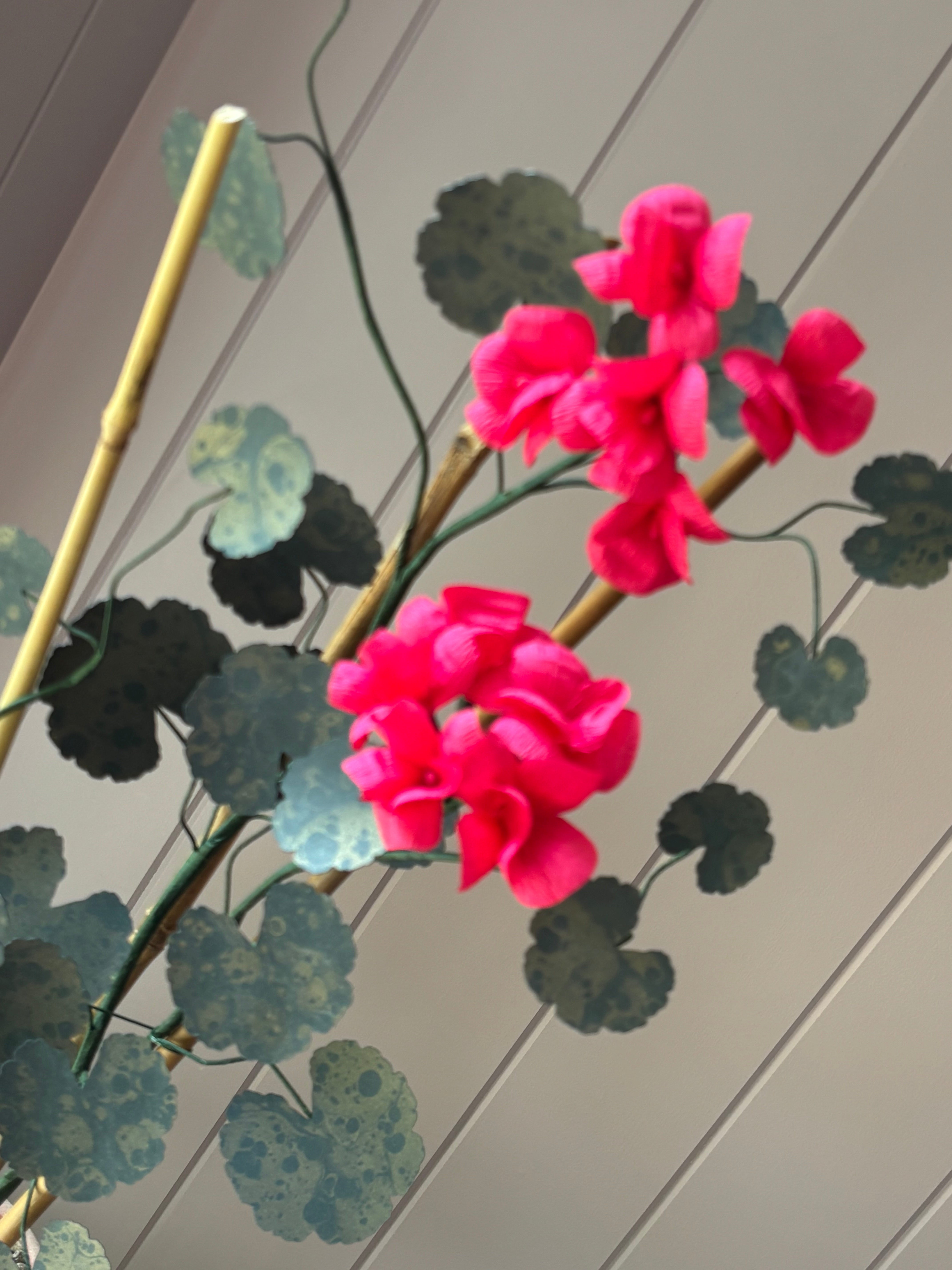 Paper geranium
