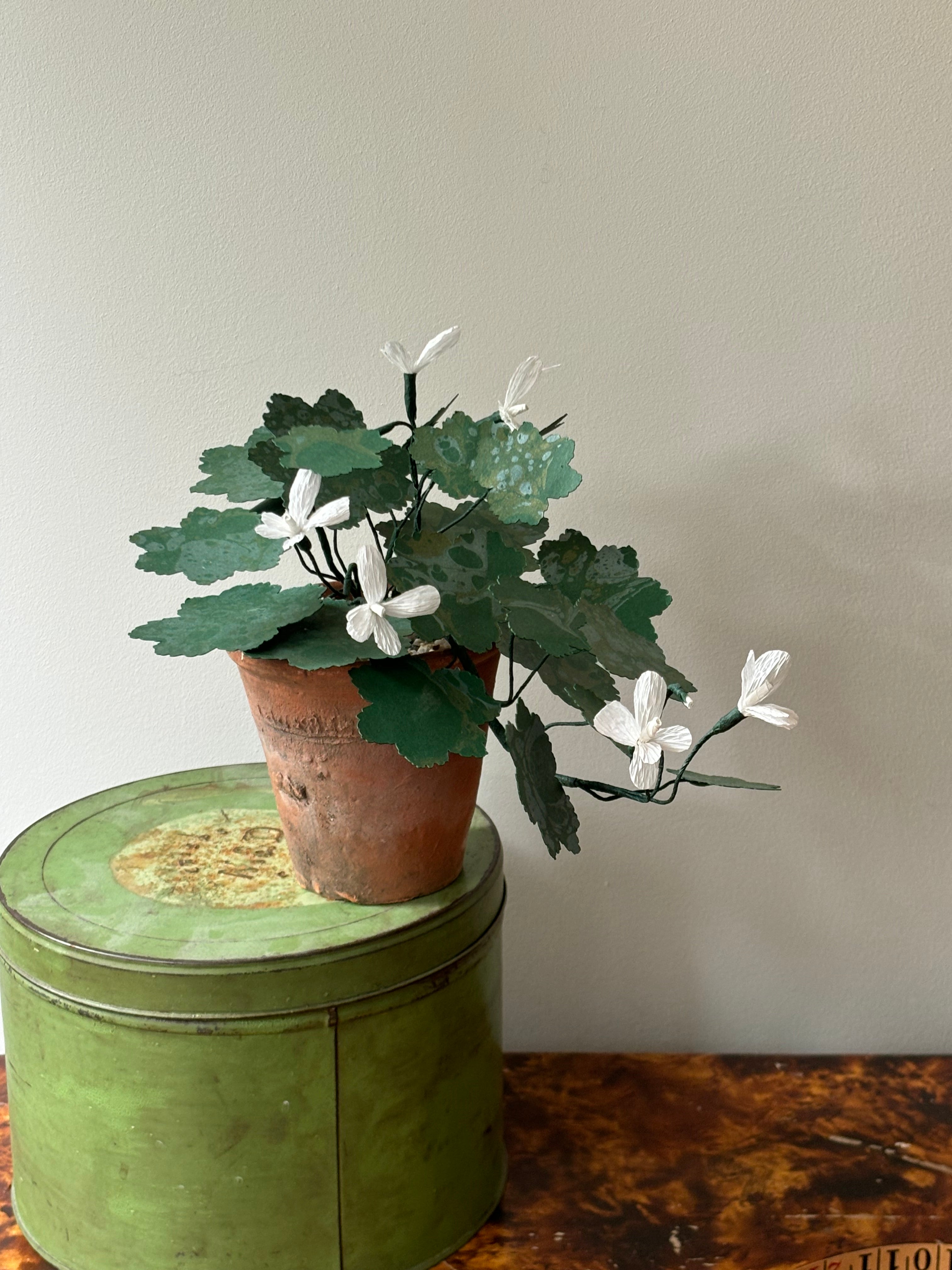 Paper Geranium, trailing