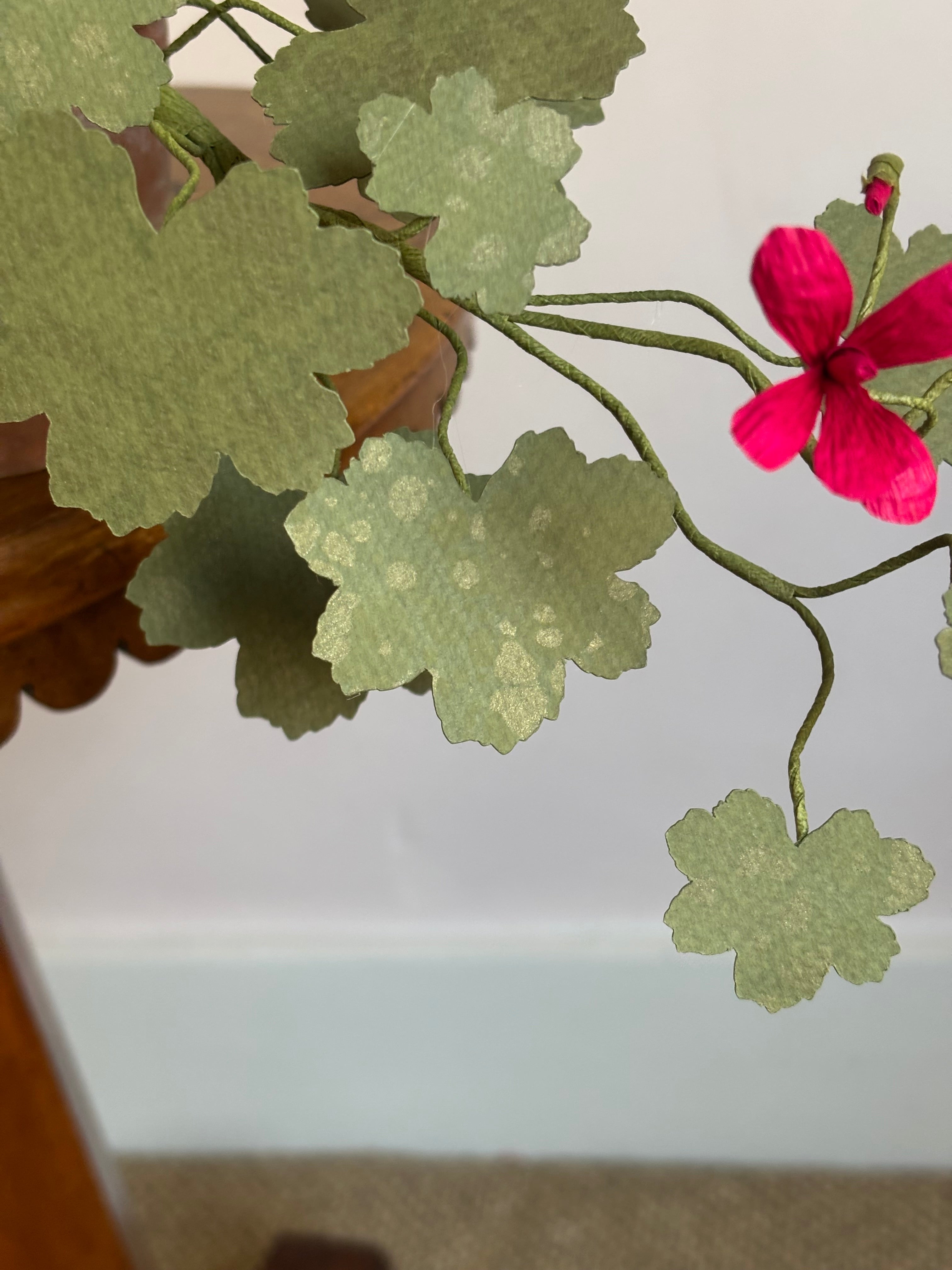 Paper Geranium, trailing