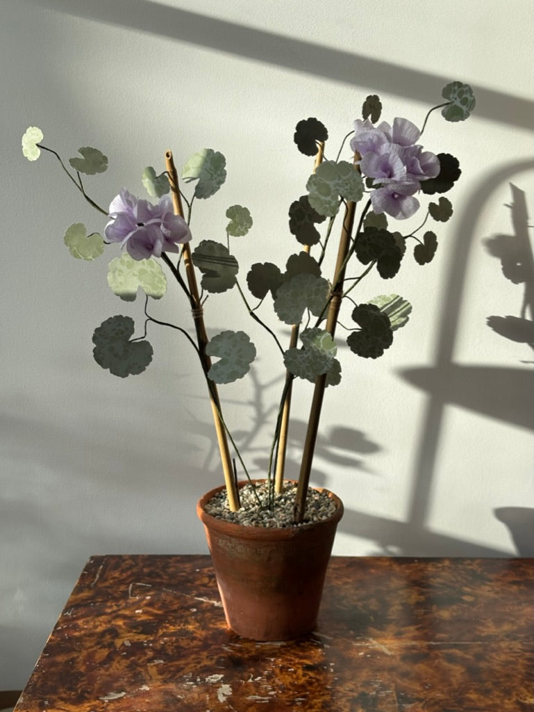 Paper Geranium