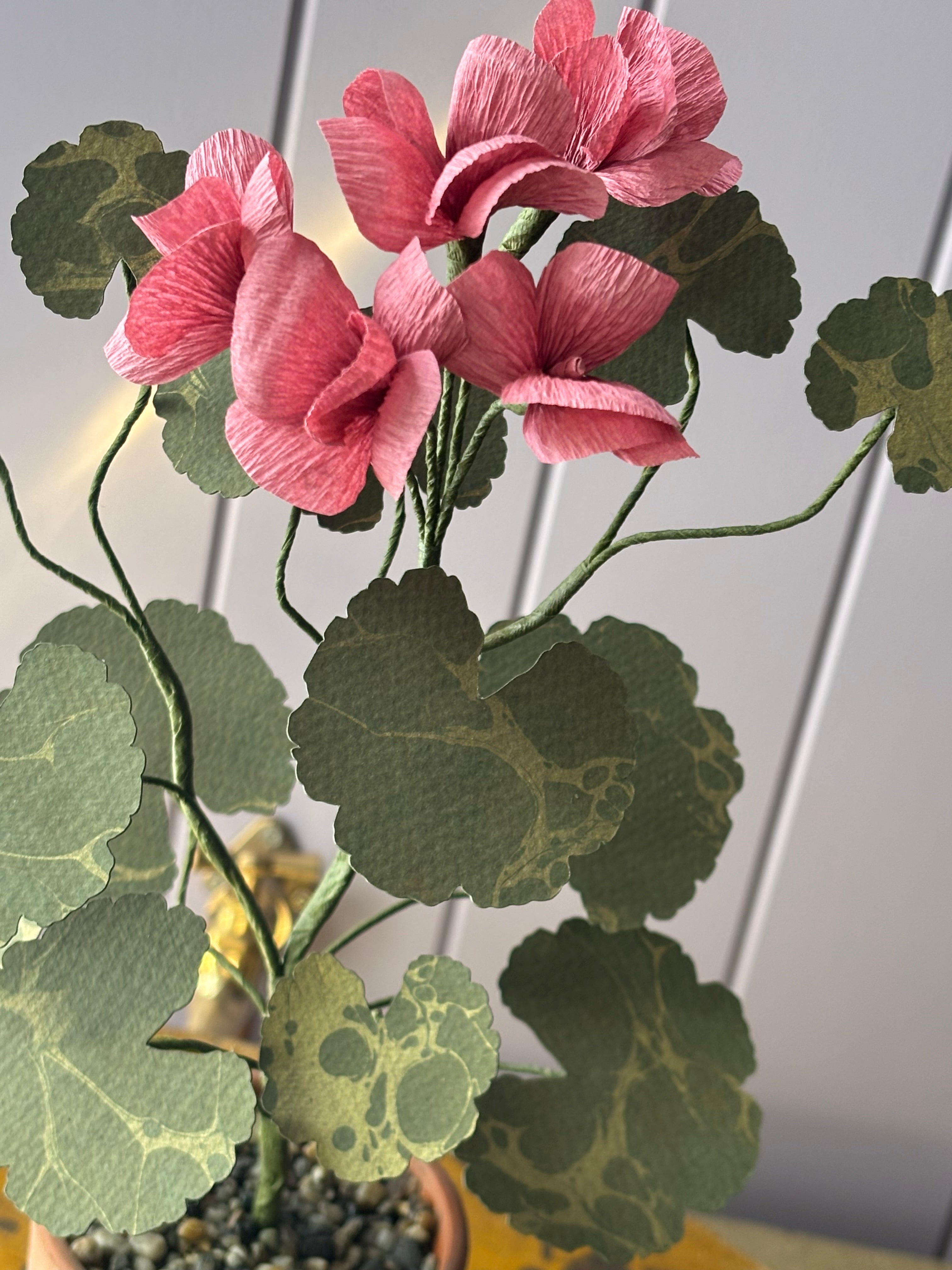 Paper geranium