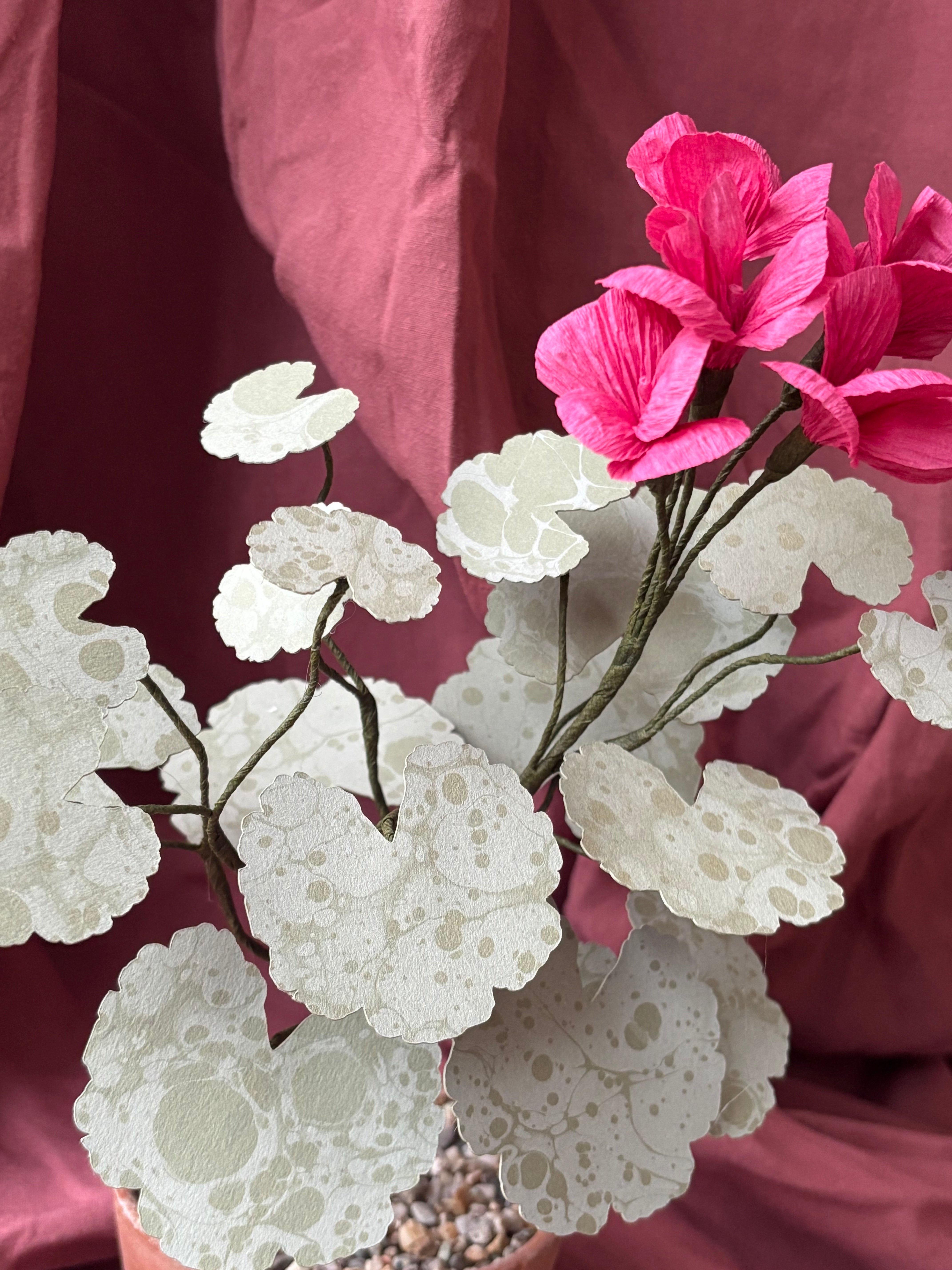 Paper Geranium