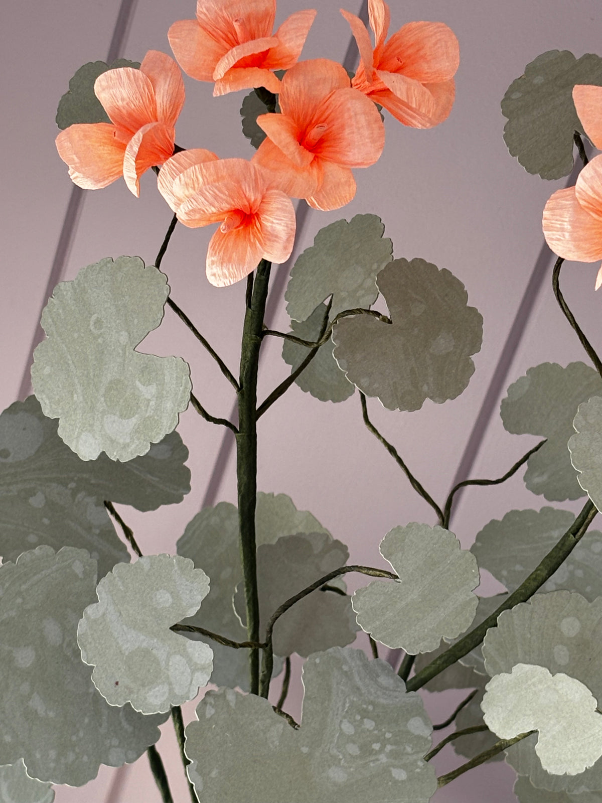 Paper geranium